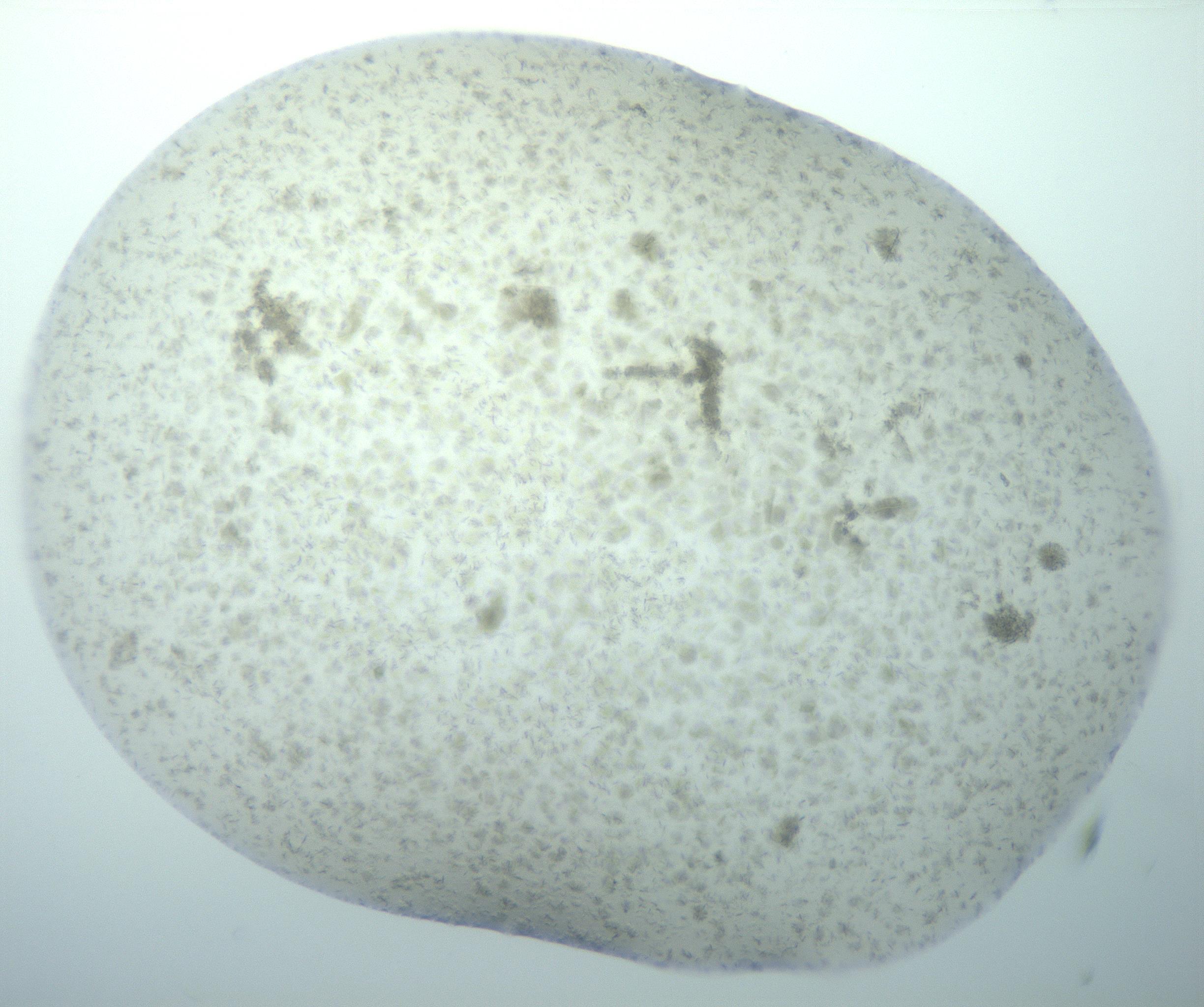 RI01_03_000_0212_Proj1_Clon1_MC_0000MC103179_002_161223_02_02_02_00_99_002_001_RAI.jpg
