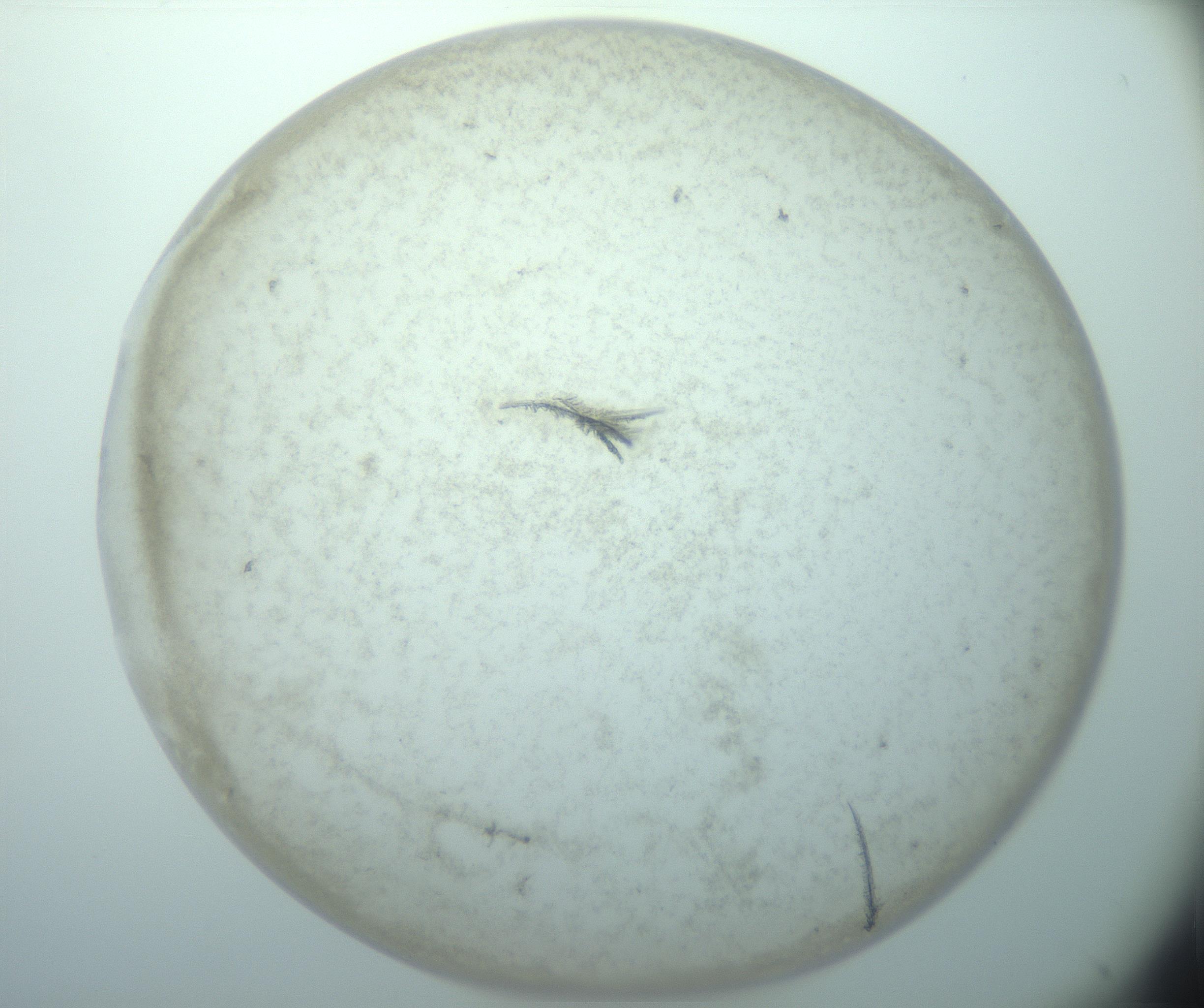 RI01_03_000_0212_Proj1_Clon1_MC_0000MC103179_002_161223_02_06_01_00_99_002_001_RAI.jpg