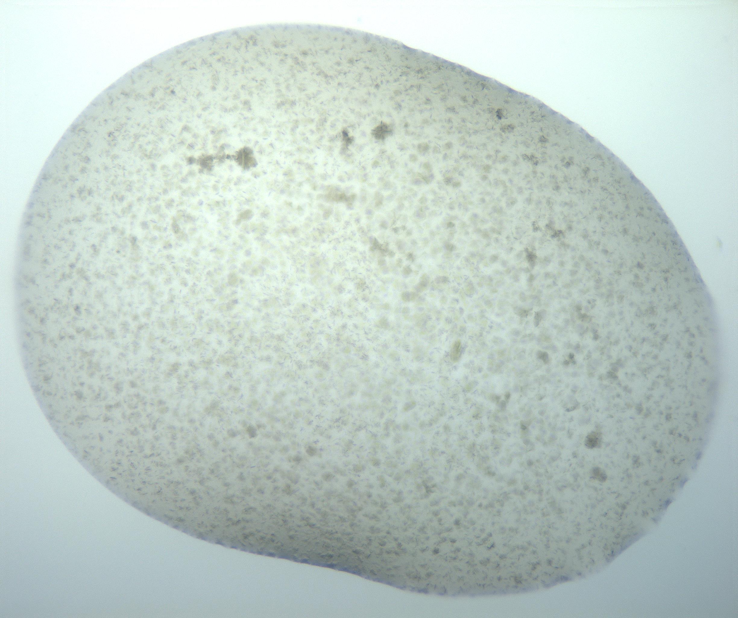 RI01_03_000_0212_Proj1_Clon1_MC_0000MC103179_002_161223_03_02_02_00_99_002_001_RAI.jpg