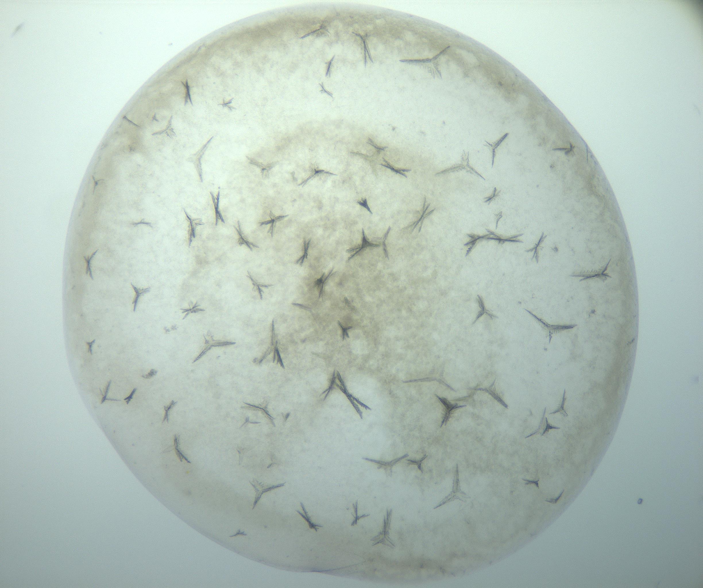 RI01_03_000_0212_Proj1_Clon1_MC_0000MC103179_002_161223_09_04_02_00_99_002_001_RAI.jpg