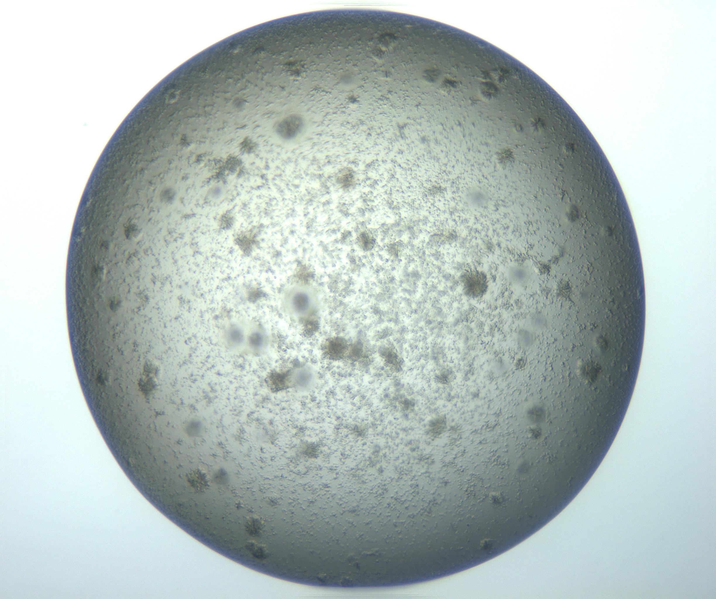 RI01_03_000_0212_Proj1_Clon1_MC_0000MC103179_003_161225_02_02_01_00_99_002_001_RAI.jpg