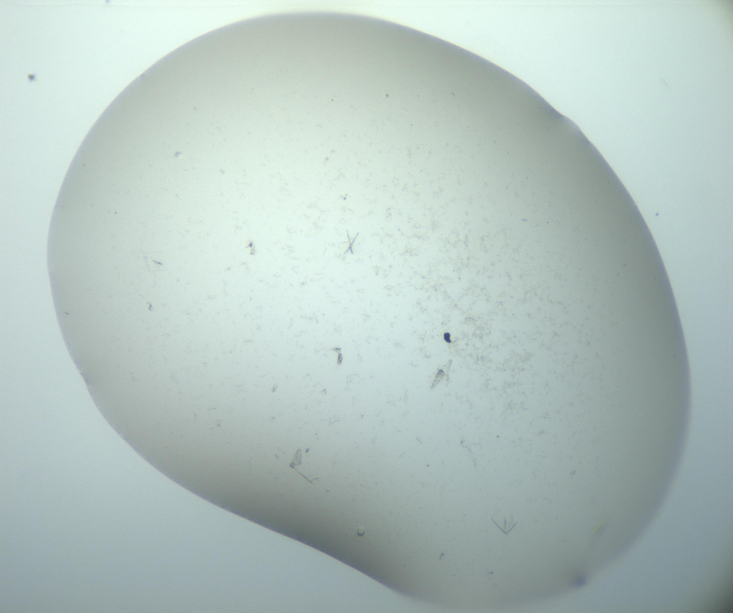 RI01_03_000_0212_Proj1_Clon1_MC_0000MC103180_003_161225_04_02_02_00_99_002_001_RAI.jpg