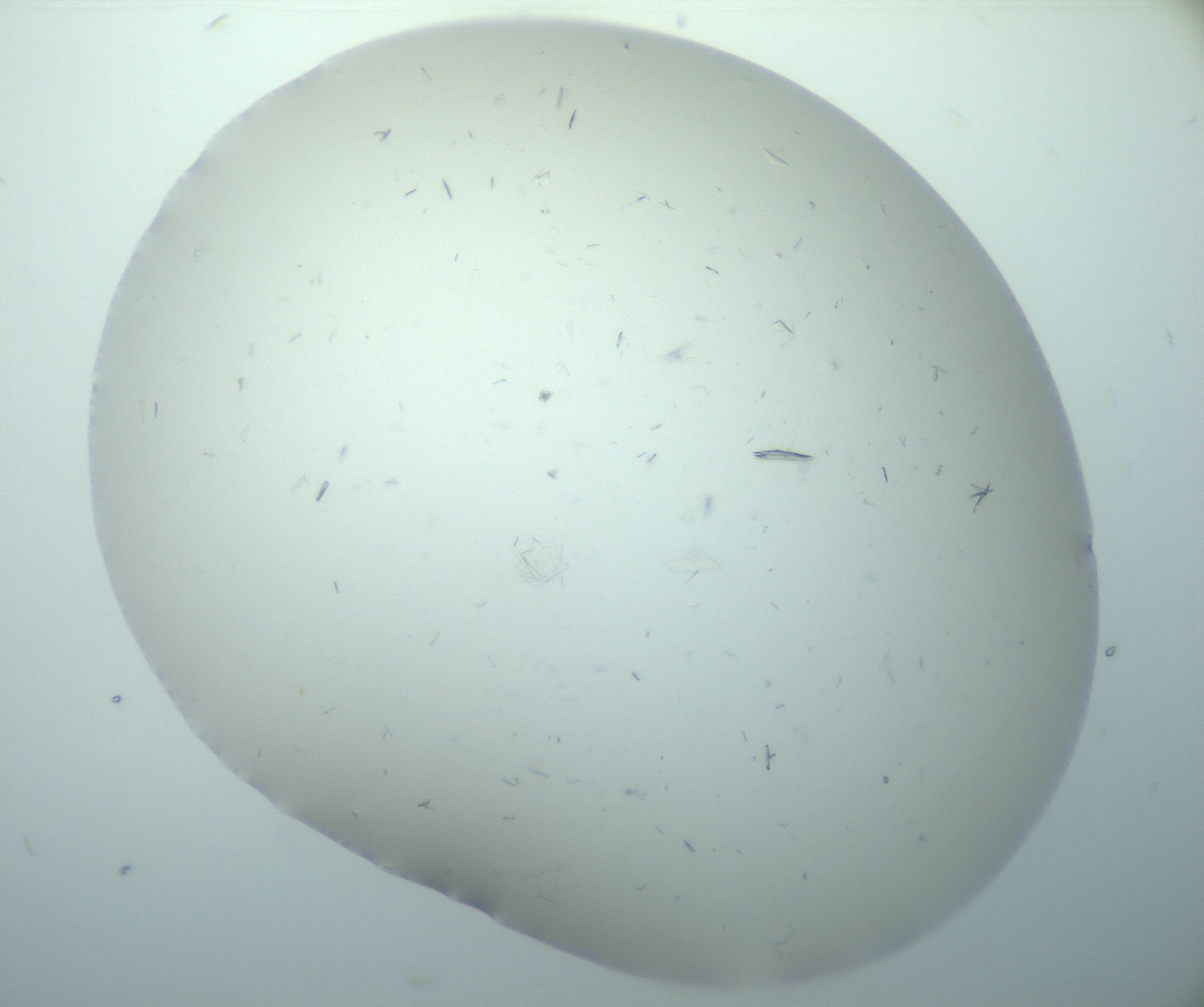 RI01_03_000_0212_Proj1_Clon1_MC_0000MC103180_004_161227_05_04_02_00_99_002_001_RAI.jpg