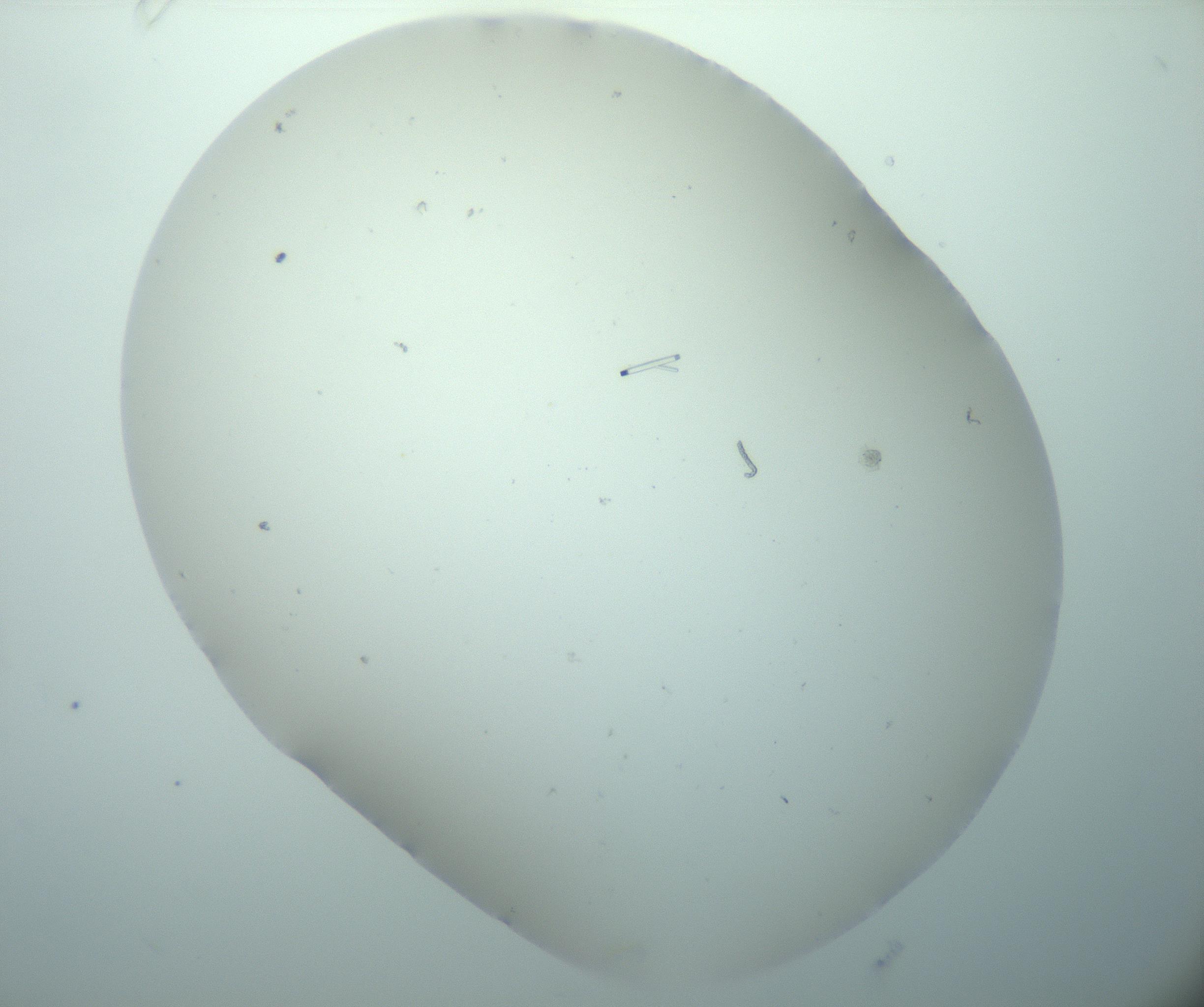 RI01_03_000_0212_Proj1_Clon1_MC_0000MC103180_004_161227_10_02_02_00_99_002_001_RAI.jpg