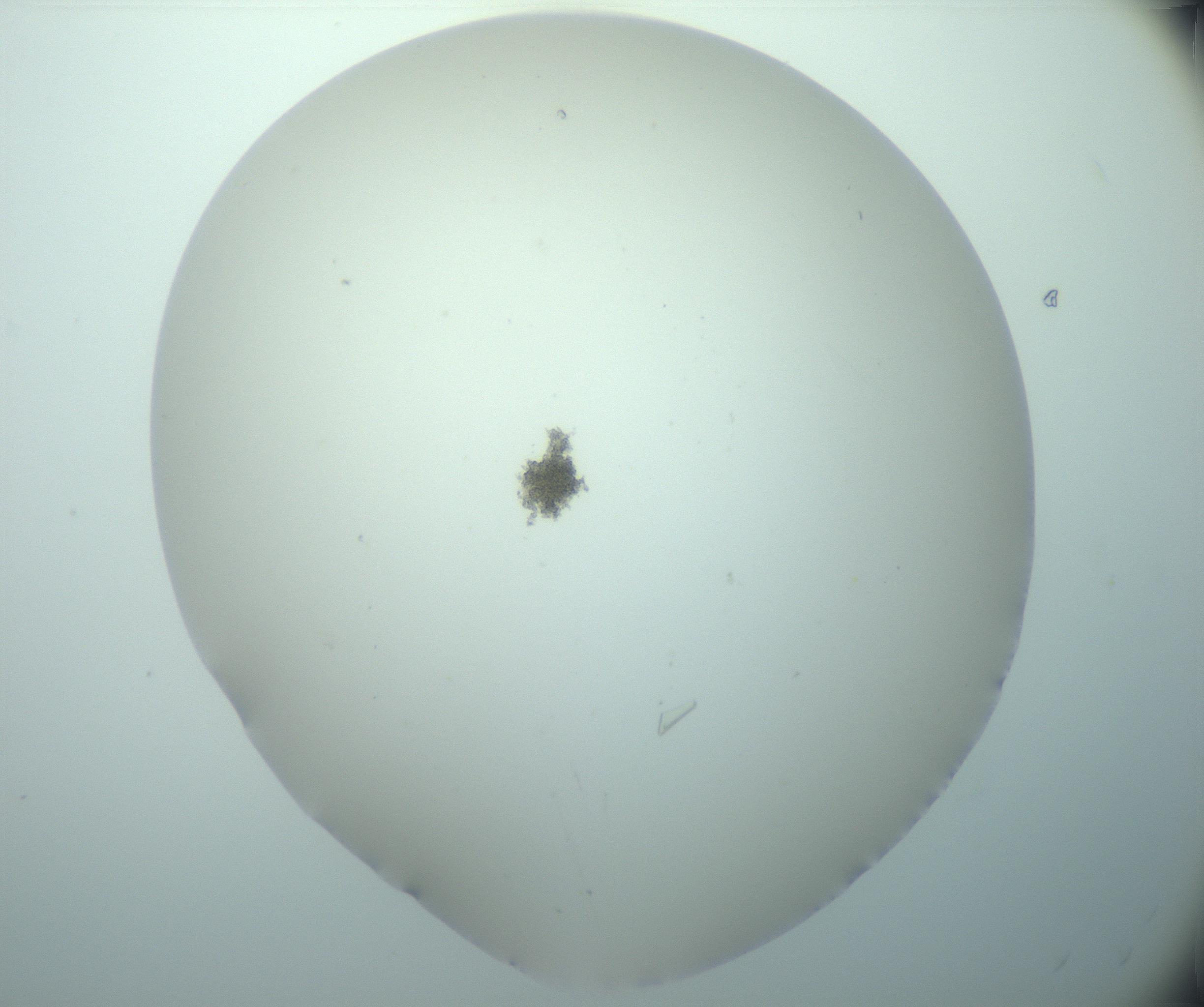 RI01_03_000_0212_Proj1_Clon1_MC_0000MC103180_004_161227_11_05_02_00_99_002_001_RAI.jpg