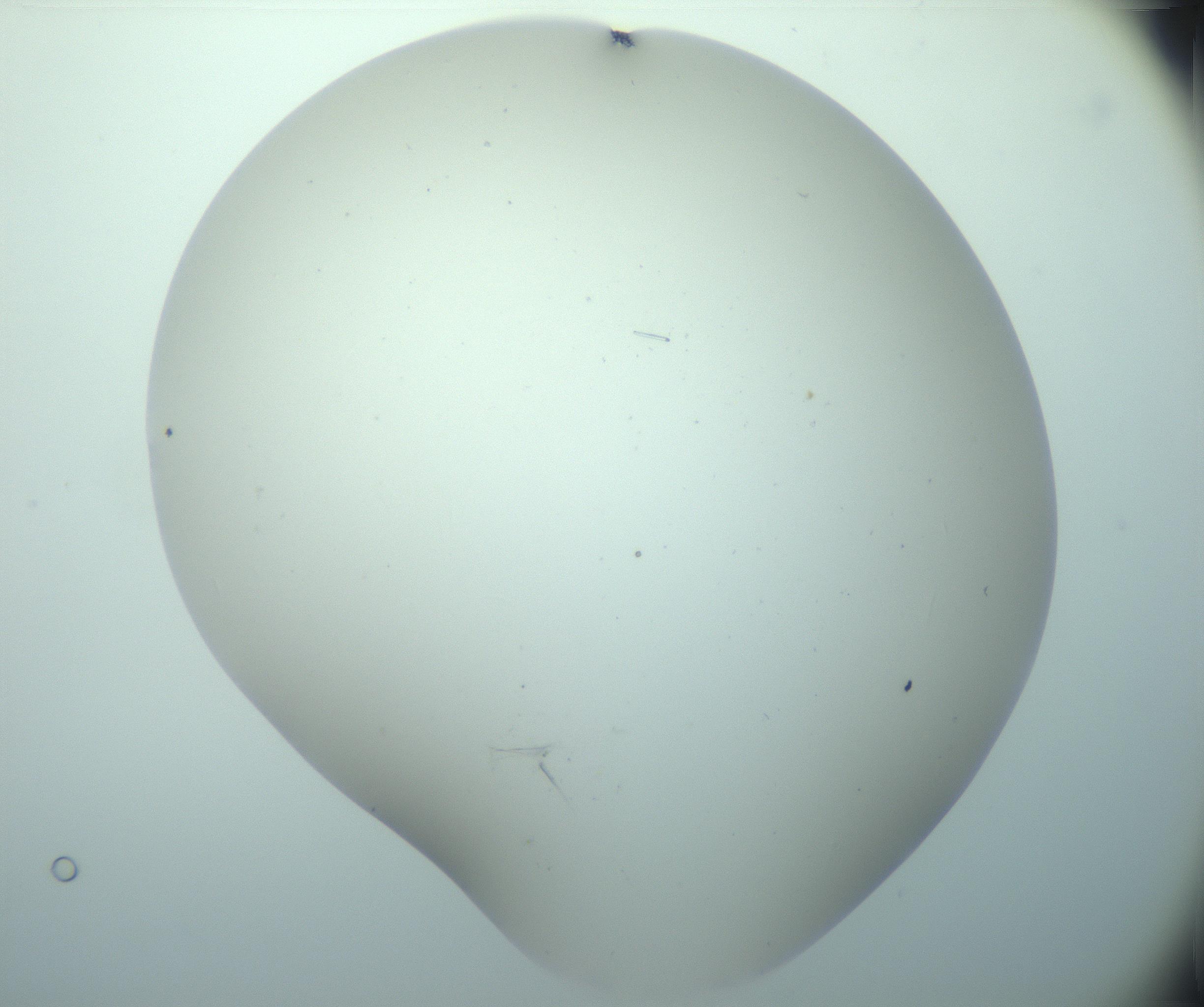 RI01_03_000_0212_Proj1_Clon1_MC_0000MC103180_005_161229_03_05_02_00_99_002_001_RAI.jpg