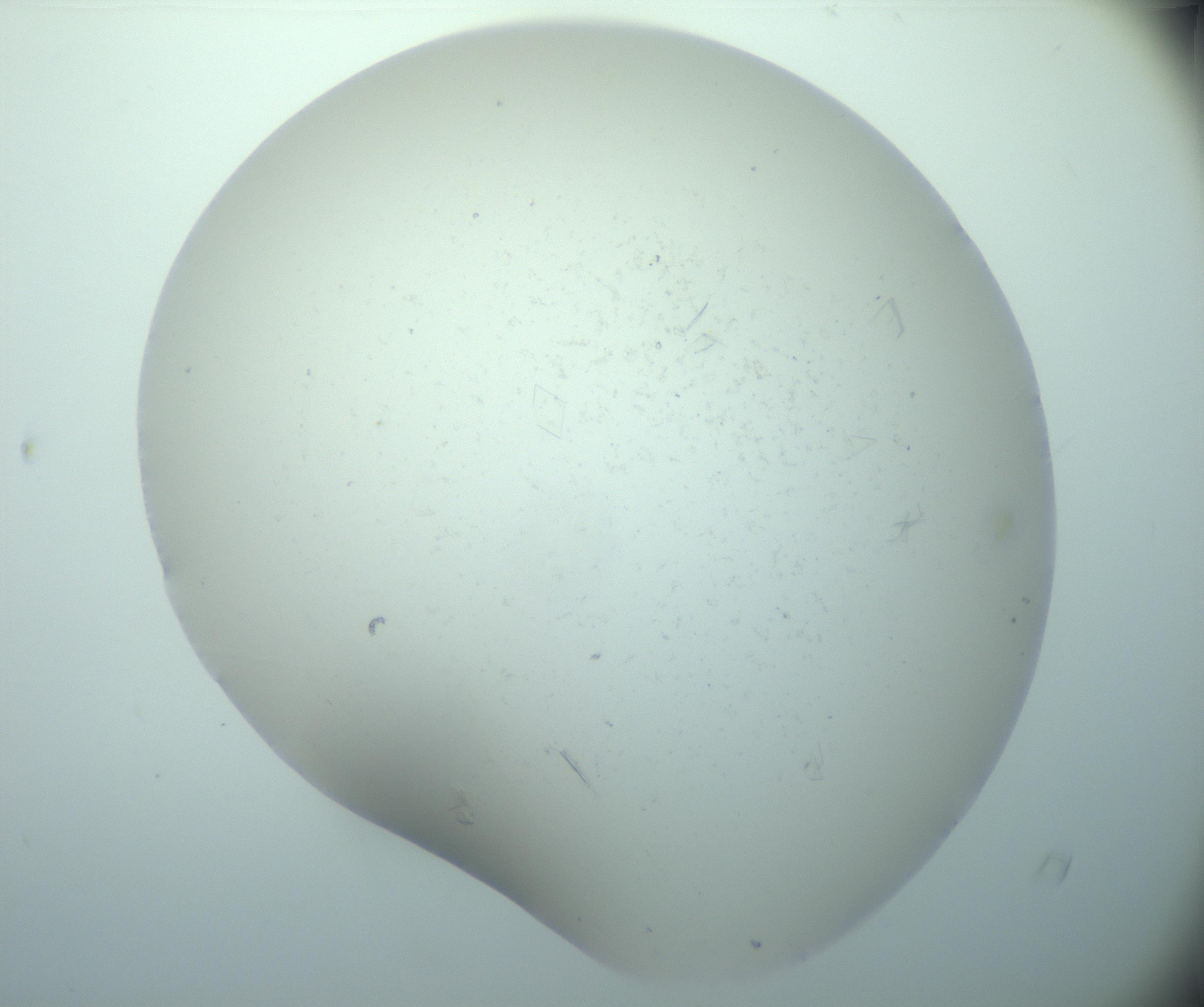 RI01_03_000_0212_Proj1_Clon1_MC_0000MC103180_005_161229_04_05_02_00_99_002_001_RAI.jpg