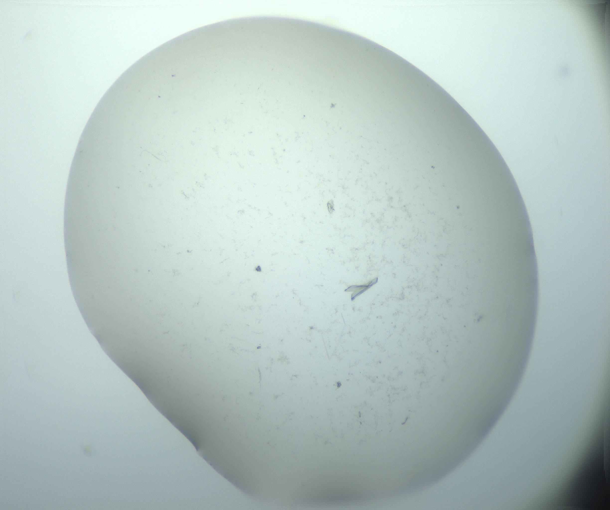 RI01_03_000_0212_Proj1_Clon1_MC_0000MC103180_005_161229_05_01_02_00_99_002_001_RAI.jpg