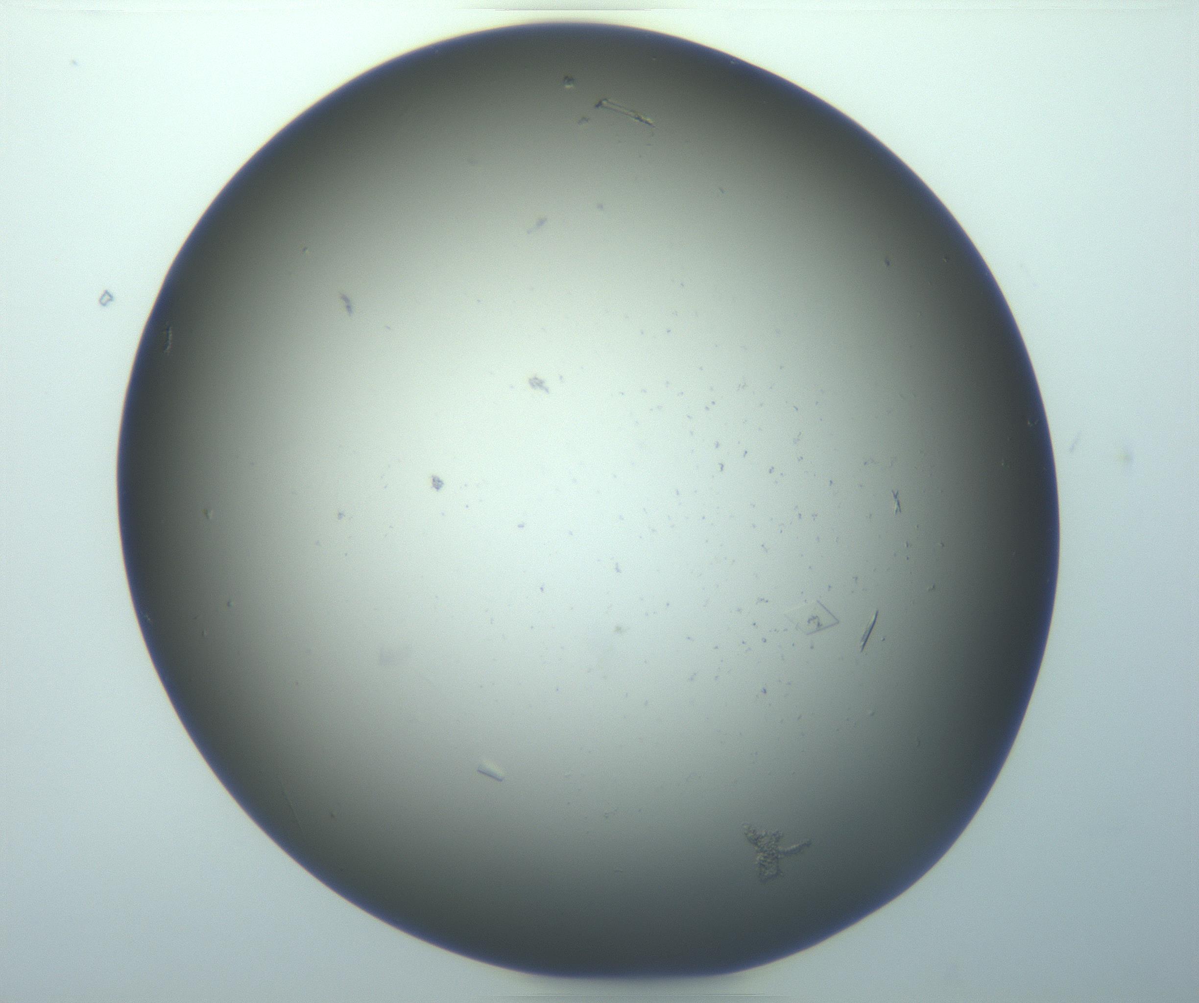 RI01_03_000_0212_Proj1_Clon1_MC_0000MC103180_005_161229_05_04_01_00_99_002_001_RAI.jpg