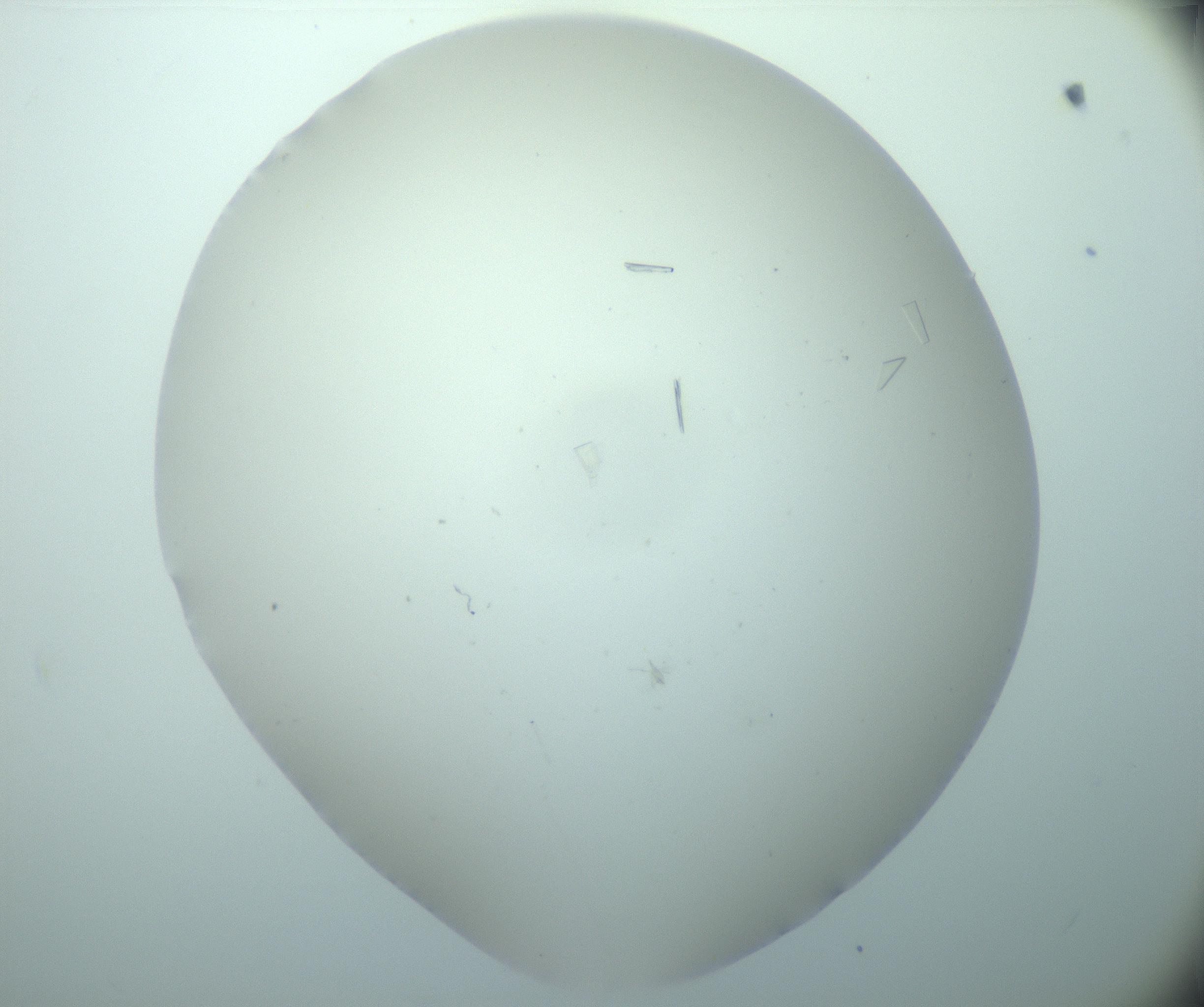 RI01_03_000_0212_Proj1_Clon1_MC_0000MC103180_005_161229_09_05_02_00_99_002_001_RAI.jpg