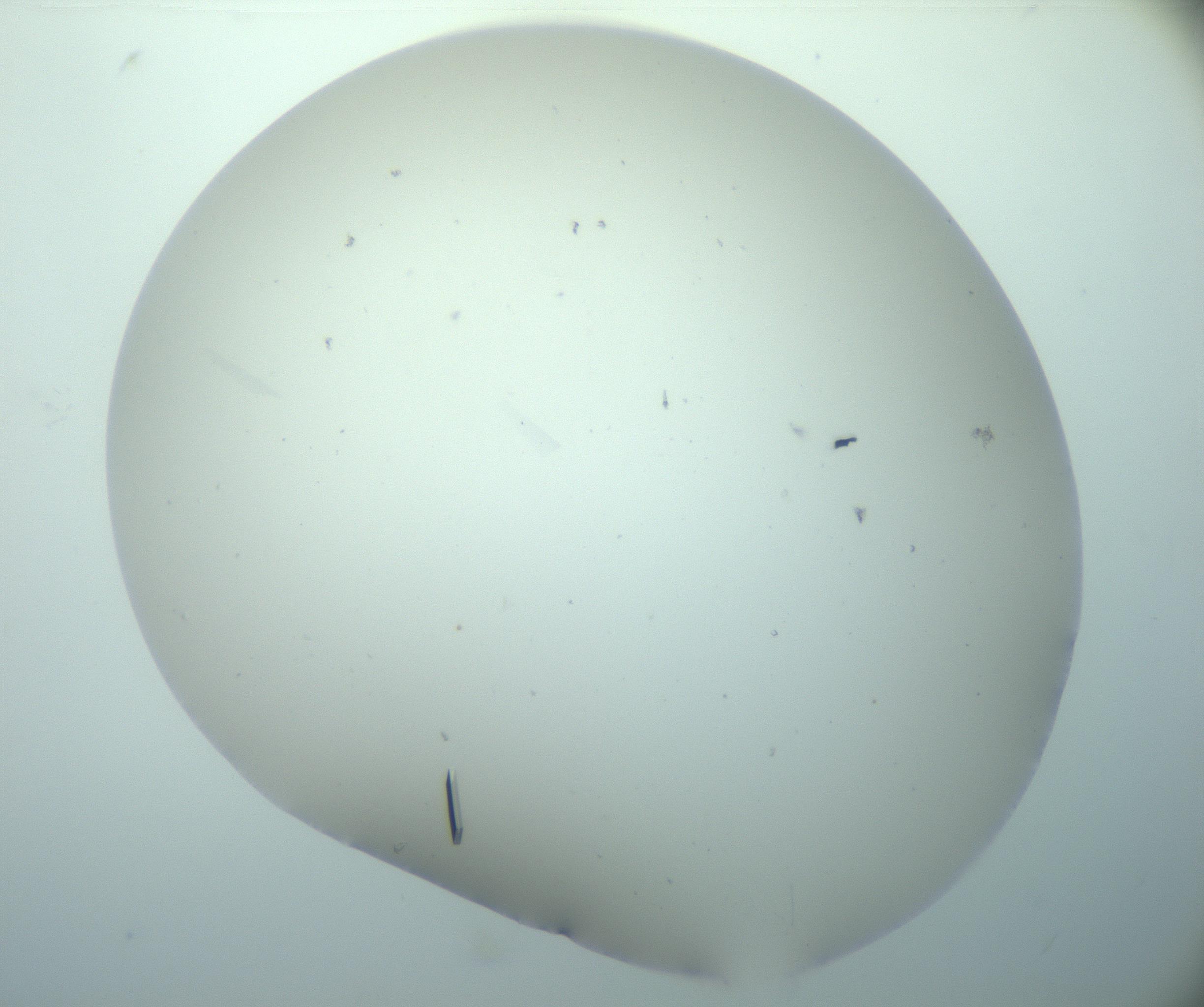 RI01_03_000_0212_Proj1_Clon1_MC_0000MC103180_006_170101_04_04_02_00_99_002_001_RAI.jpg