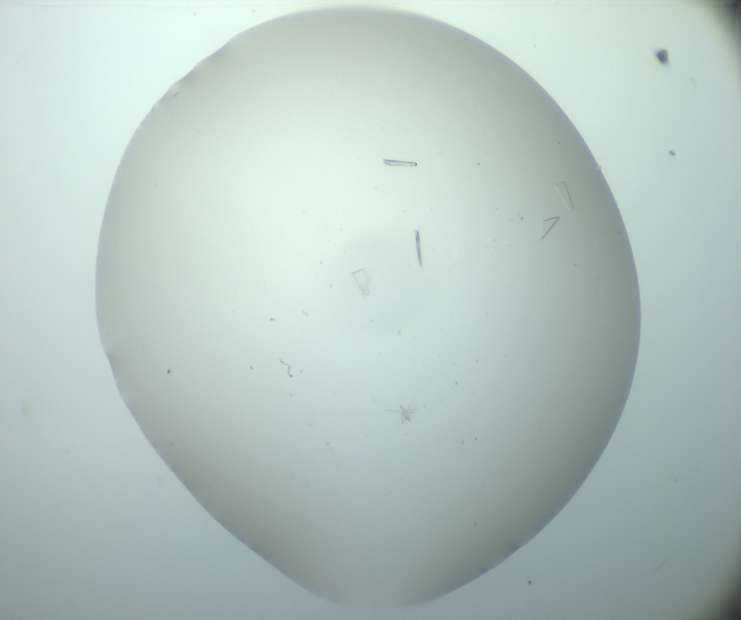 RI01_03_000_0212_Proj1_Clon1_MC_0000MC103180_006_170101_09_05_02_00_99_002_001_RAI.jpg