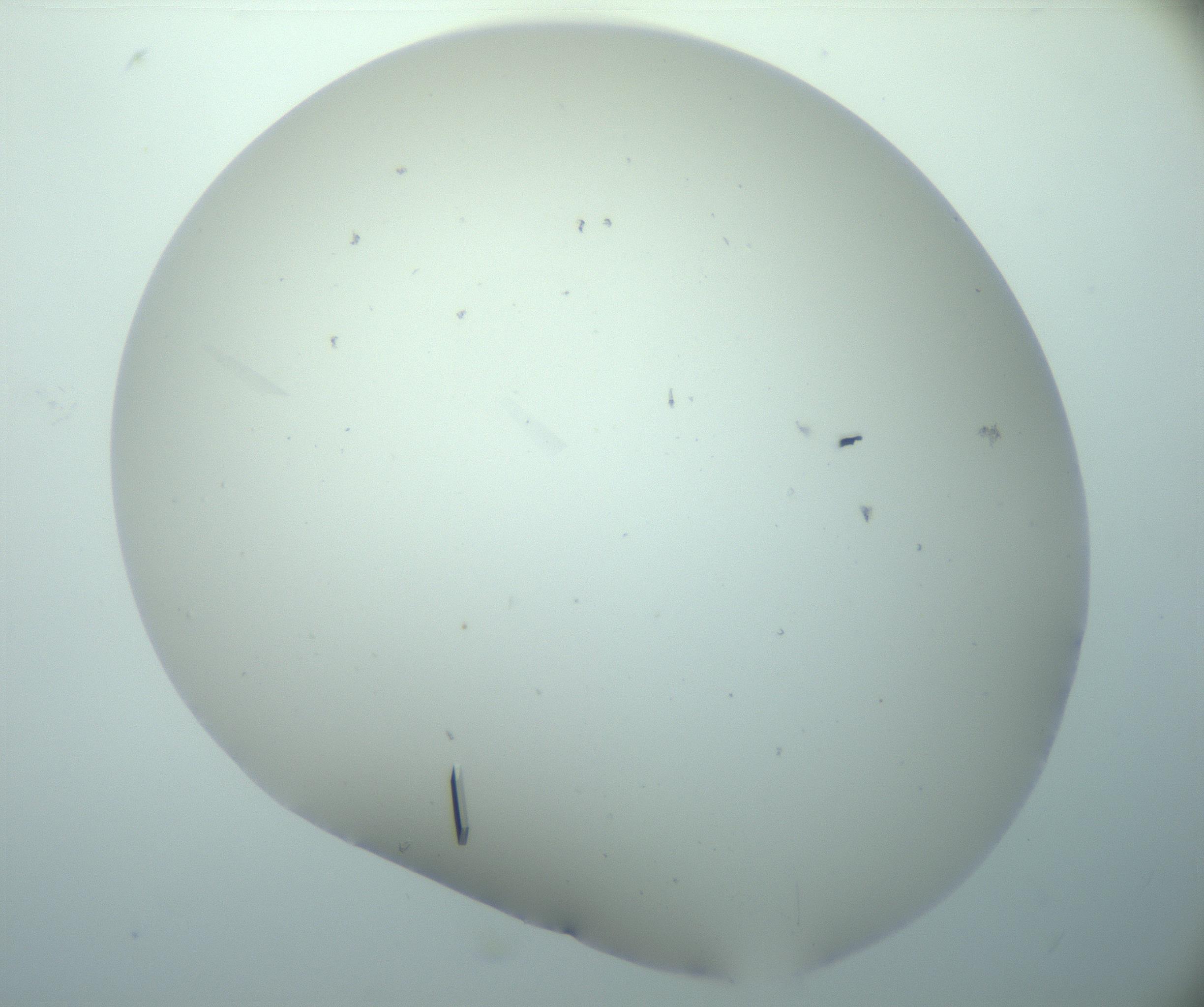 RI01_03_000_0212_Proj1_Clon1_MC_0000MC103180_007_170105_04_04_02_00_99_002_001_RAI.jpg