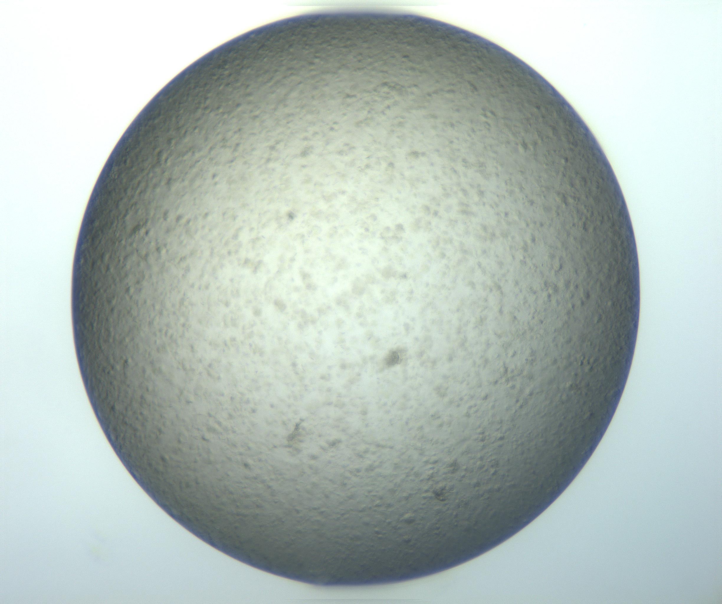 RI01_03_000_0212_Proj1_Clon1_MC_0000MC103189_002_161223_04_04_01_00_99_002_001_RAI.jpg