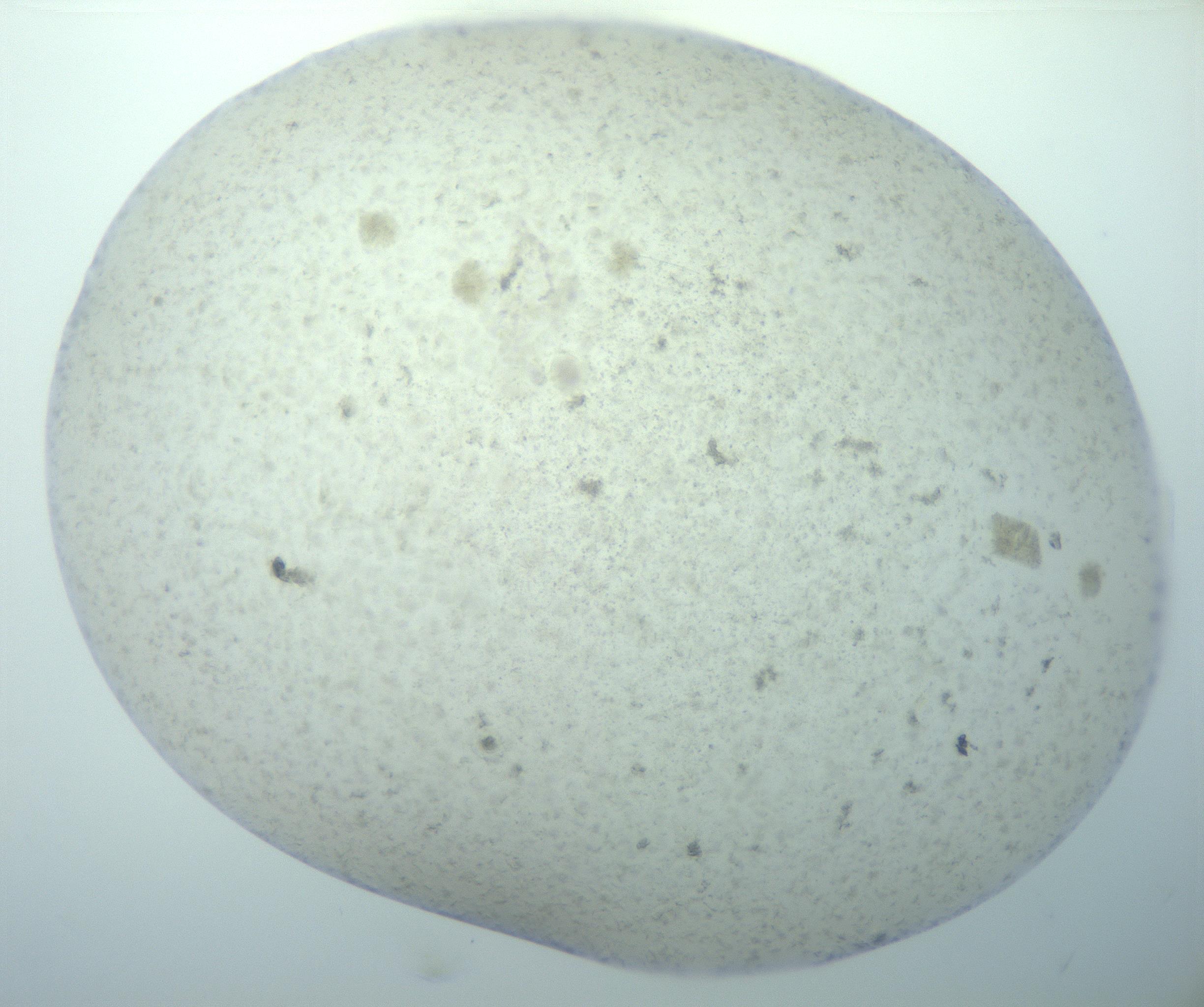 RI01_03_000_0212_Proj1_Clon1_MC_0000MC103189_002_161223_04_04_02_00_99_002_001_RAI.jpg