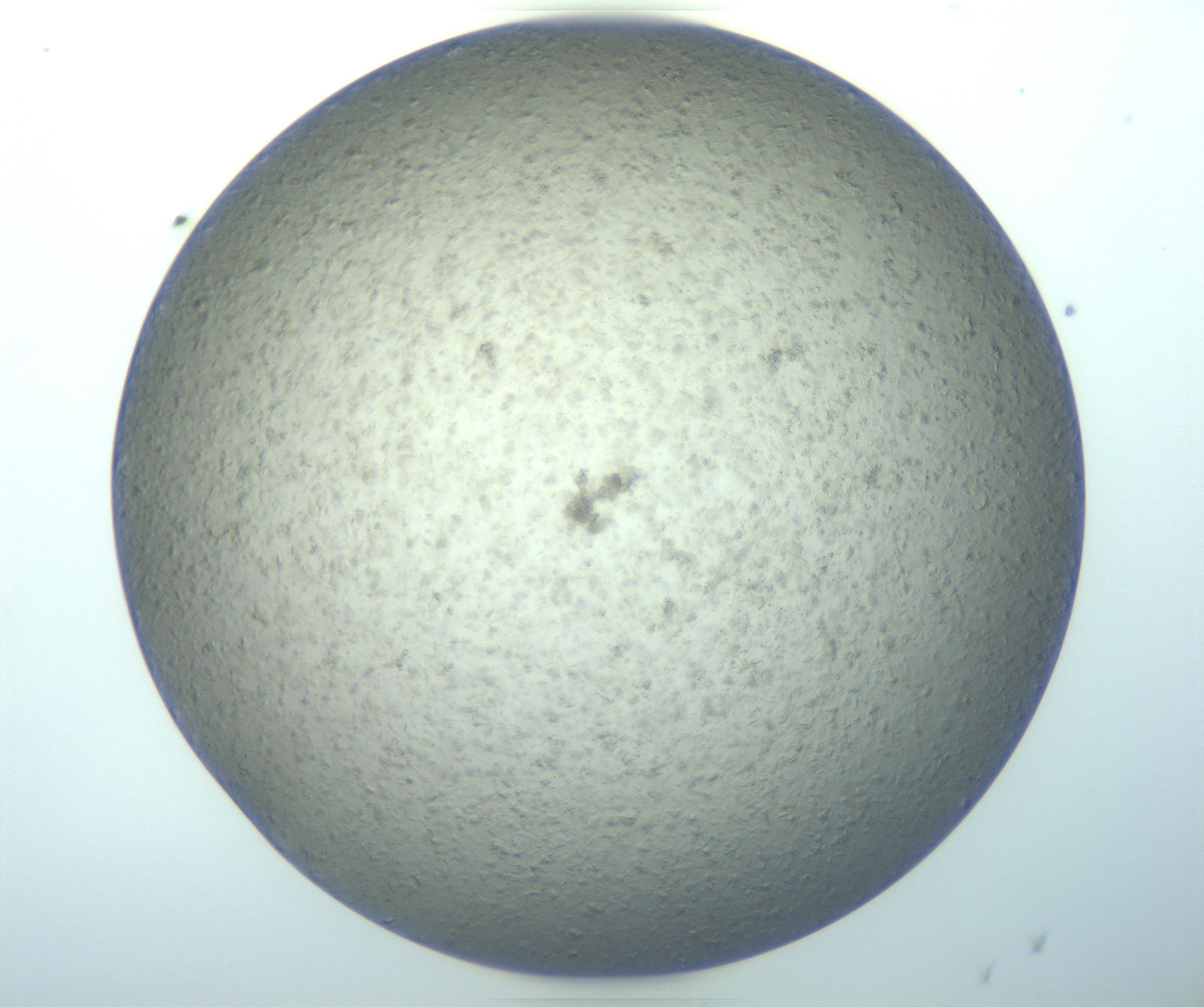 RI01_03_000_0212_Proj1_Clon1_MC_0000MC103189_002_161223_08_03_01_00_99_002_001_RAI.jpg