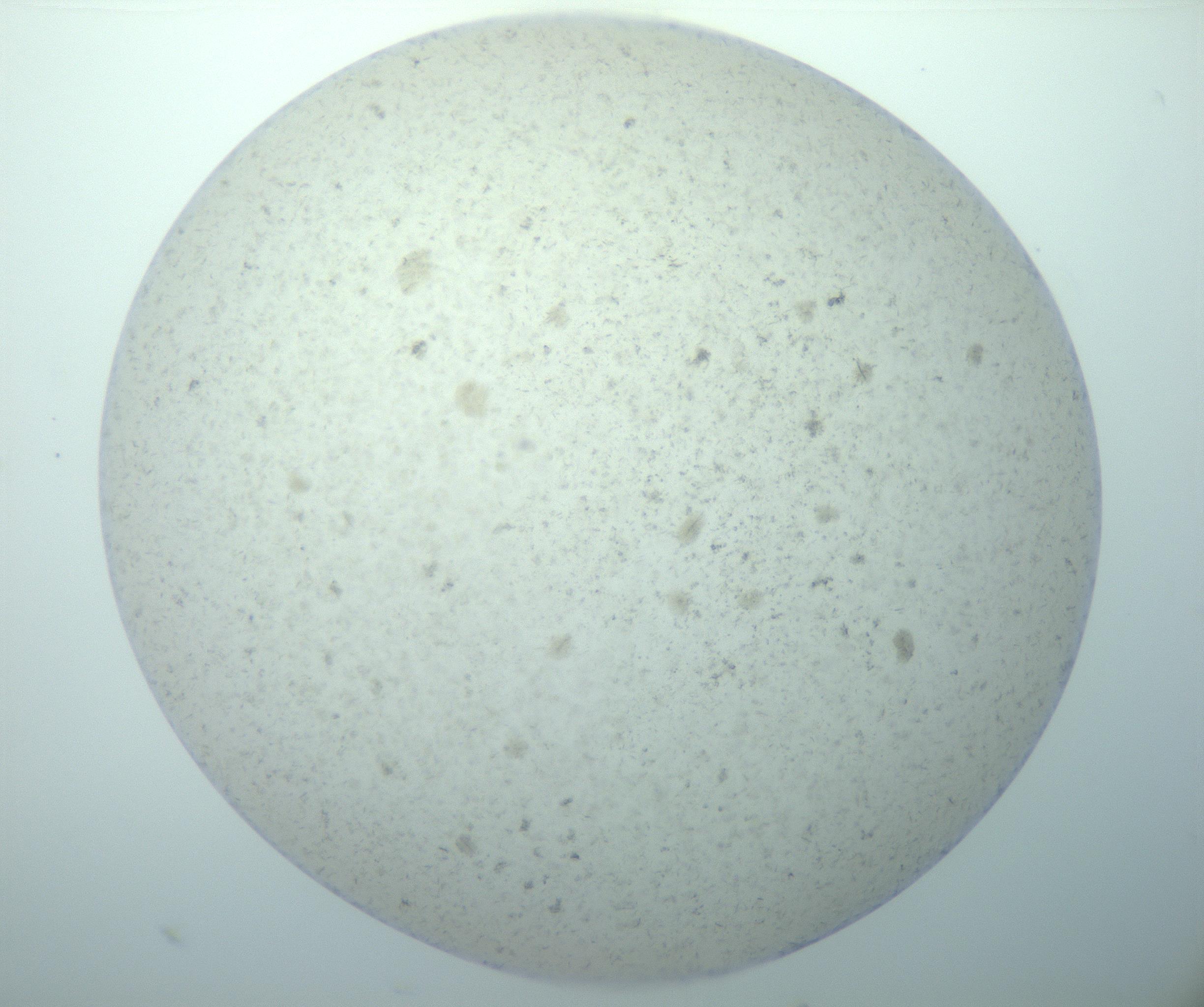 RI01_03_000_0212_Proj1_Clon1_MC_0000MC103189_002_161223_08_03_02_00_99_002_001_RAI.jpg
