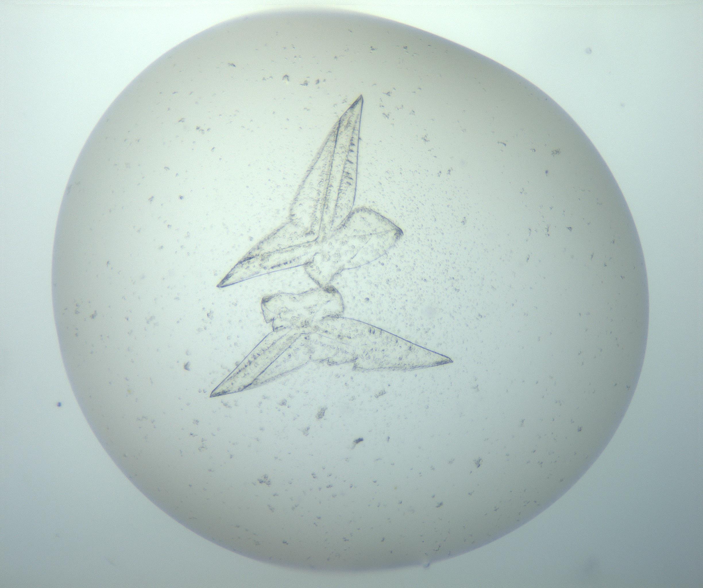 RI01_03_000_0212_Proj1_Clon1_MC_0000MC103189_002_161223_10_02_02_00_99_002_001_RAI.jpg