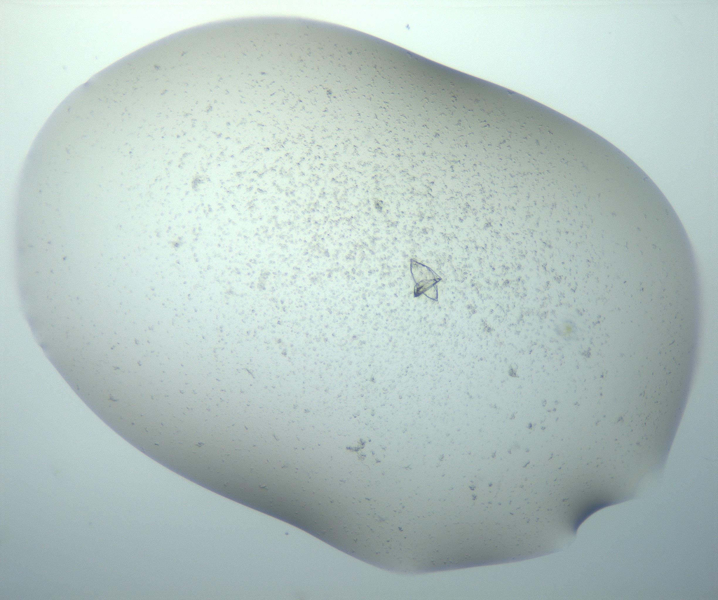 RI01_03_000_0212_Proj1_Clon1_MC_0000MC103189_005_161229_01_02_02_00_99_002_001_RAI.jpg