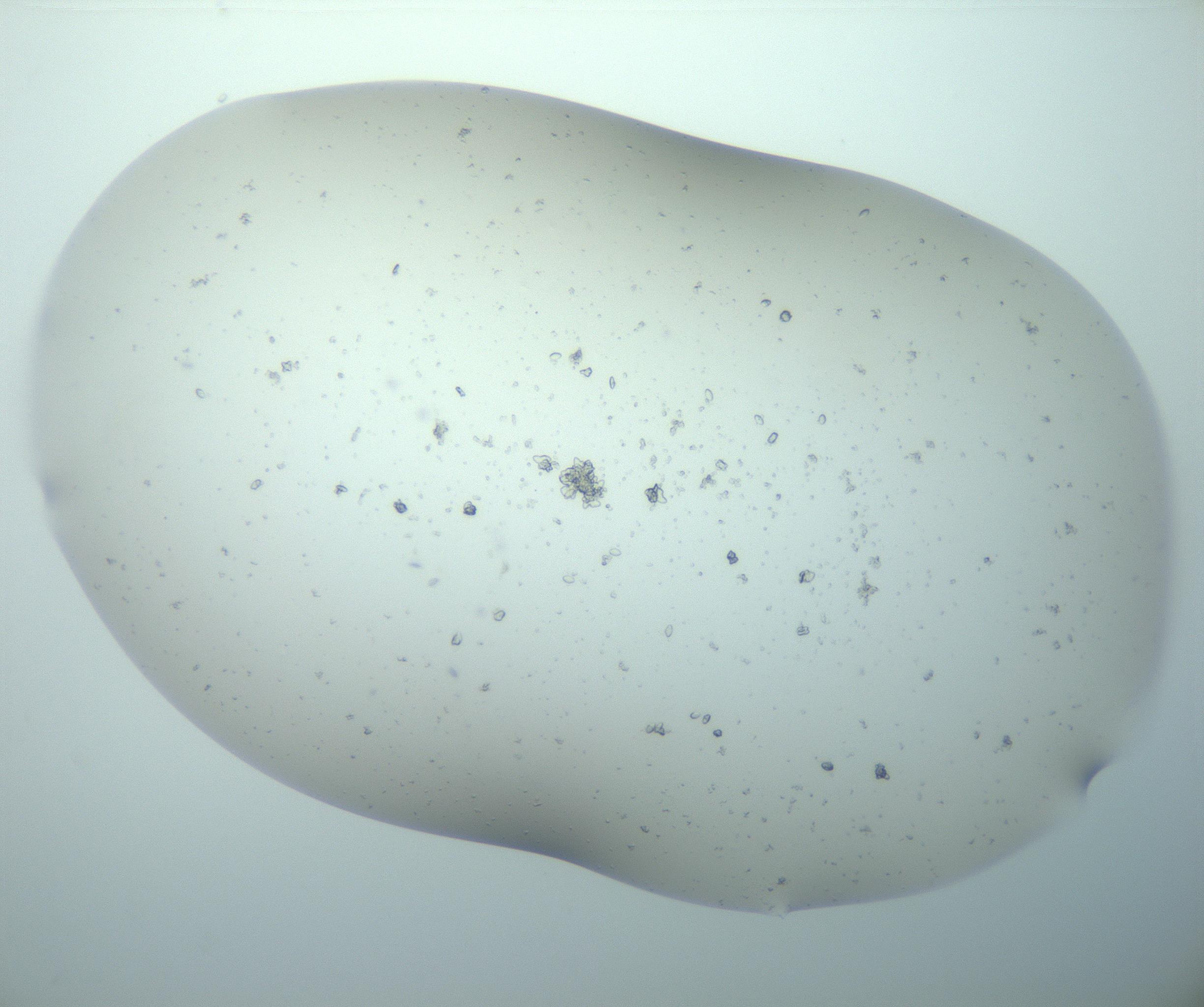 RI01_03_000_0212_Proj1_Clon1_MC_0000MC103189_005_161229_01_07_02_00_99_002_001_RAI.jpg