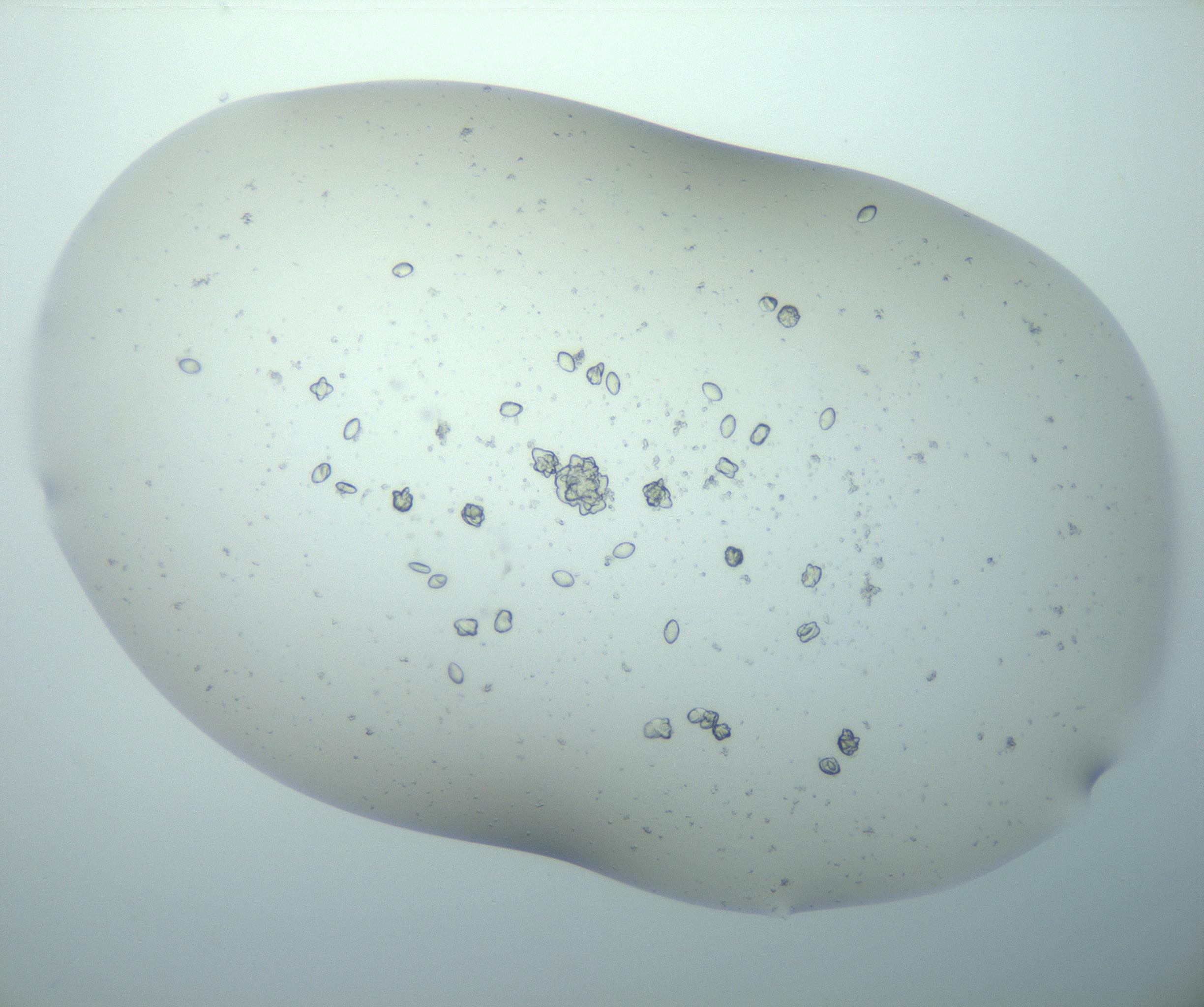 RI01_03_000_0212_Proj1_Clon1_MC_0000MC103189_006_170101_01_07_02_00_99_002_001_RAI.jpg