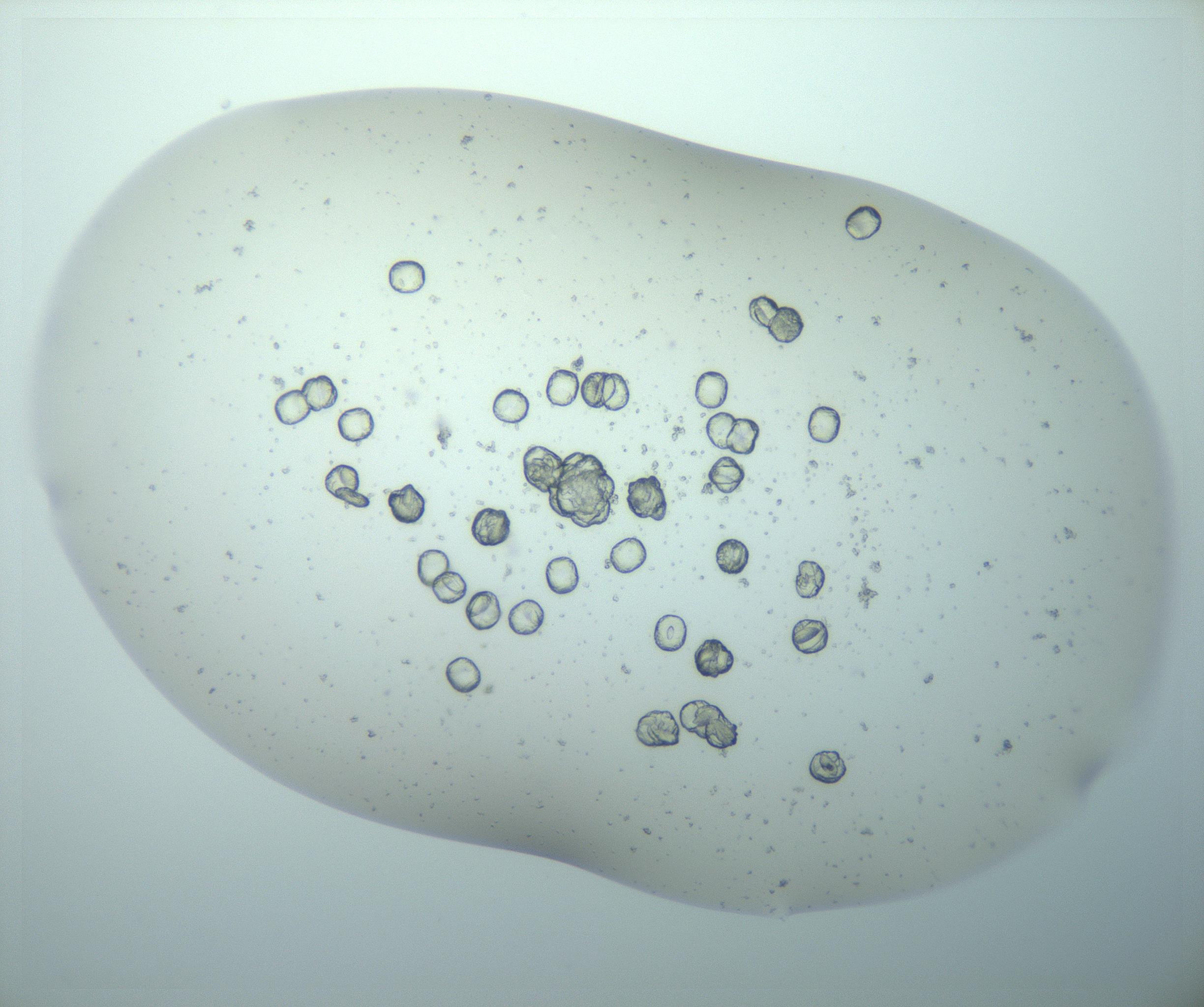 RI01_03_000_0212_Proj1_Clon1_MC_0000MC103189_011_170126_01_07_02_00_99_002_001_RAI.jpg