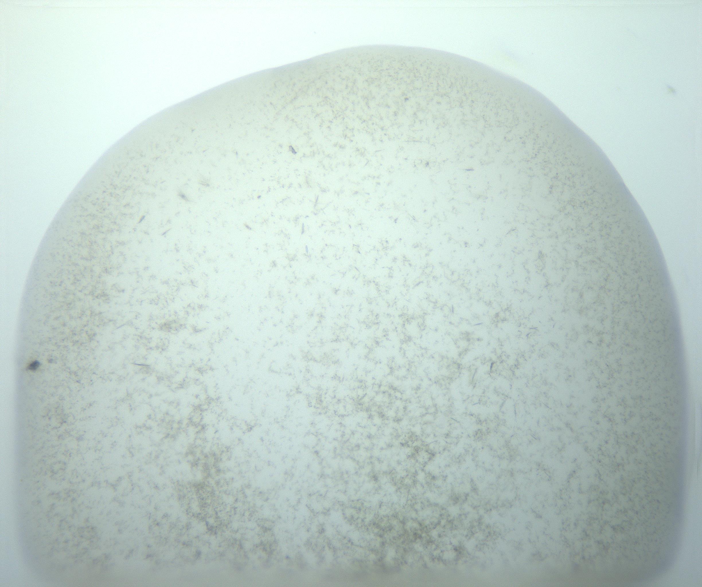 RI01_03_000_0212_Proj1_Clon1_MC_0000MC103191_007_170105_04_01_01_00_99_002_001_RAI.jpg