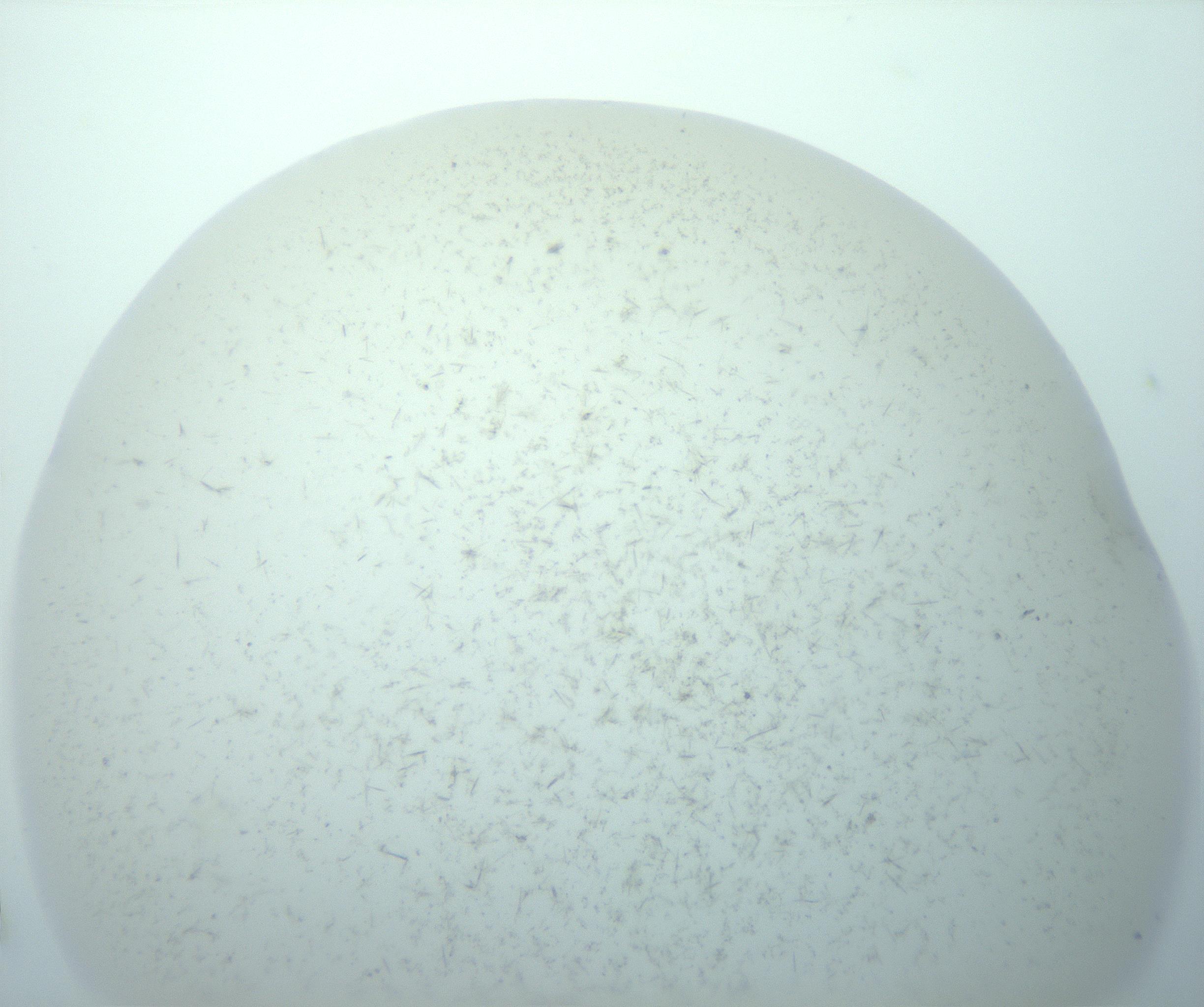 RI01_03_000_0212_Proj1_Clon1_MC_0000MC103191_007_170105_04_01_02_00_99_002_001_RAI.jpg