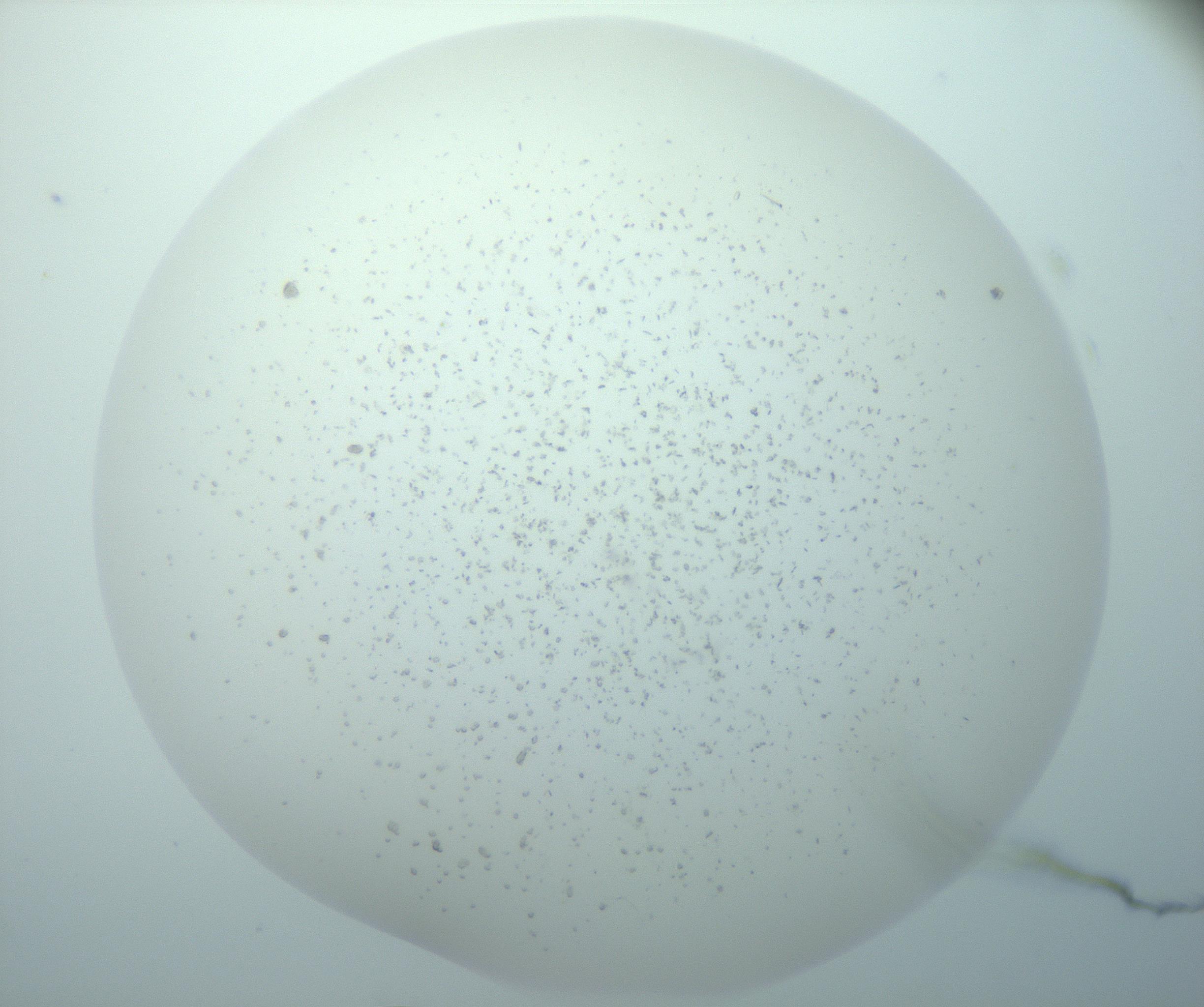 RI01_03_000_0212_Proj1_Clon1_MC_0000MC103191_007_170105_04_07_01_00_99_002_001_RAI.jpg