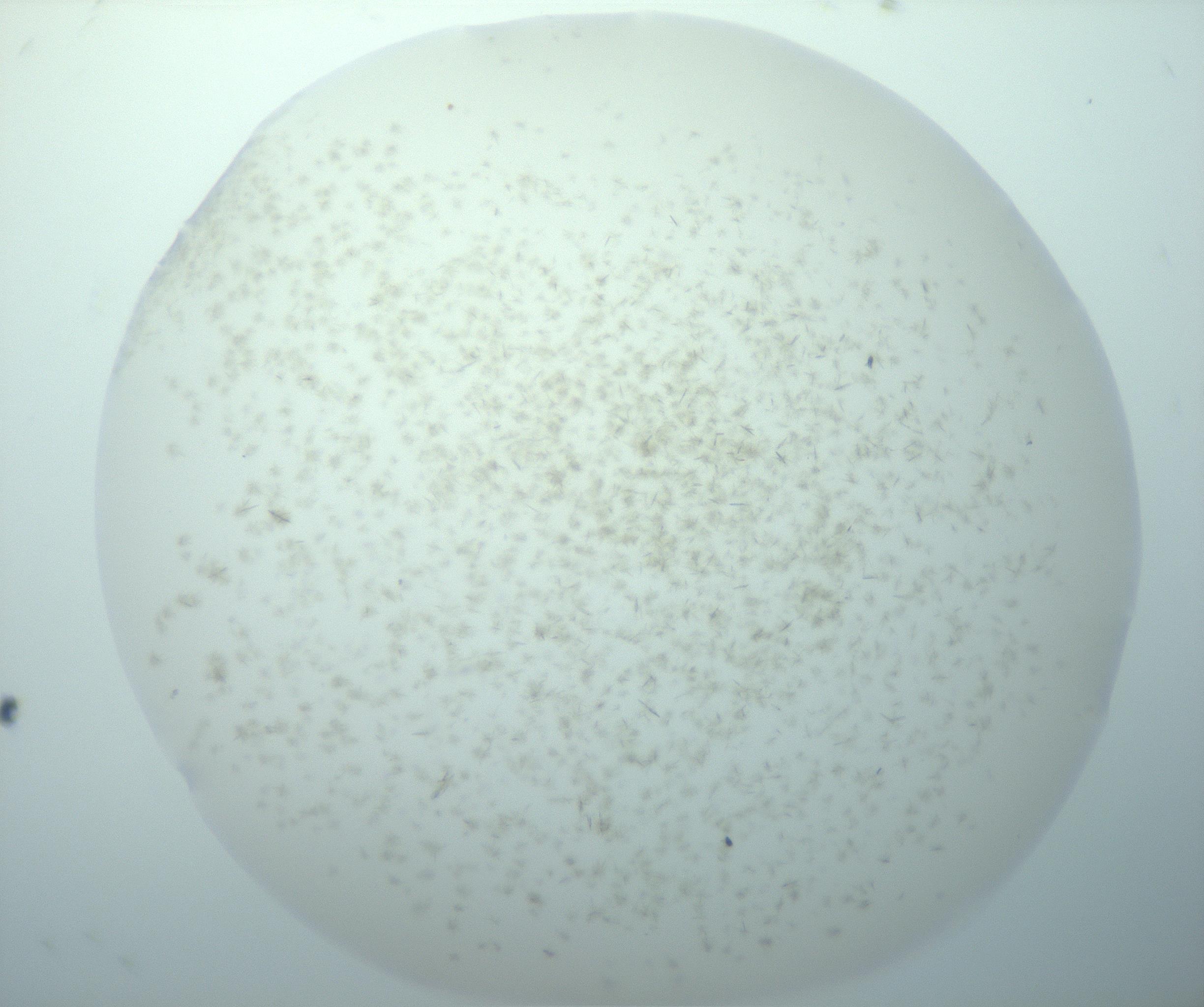 RI01_03_000_0212_Proj1_Clon1_MC_0000MC103191_007_170105_06_01_01_00_99_002_001_RAI.jpg