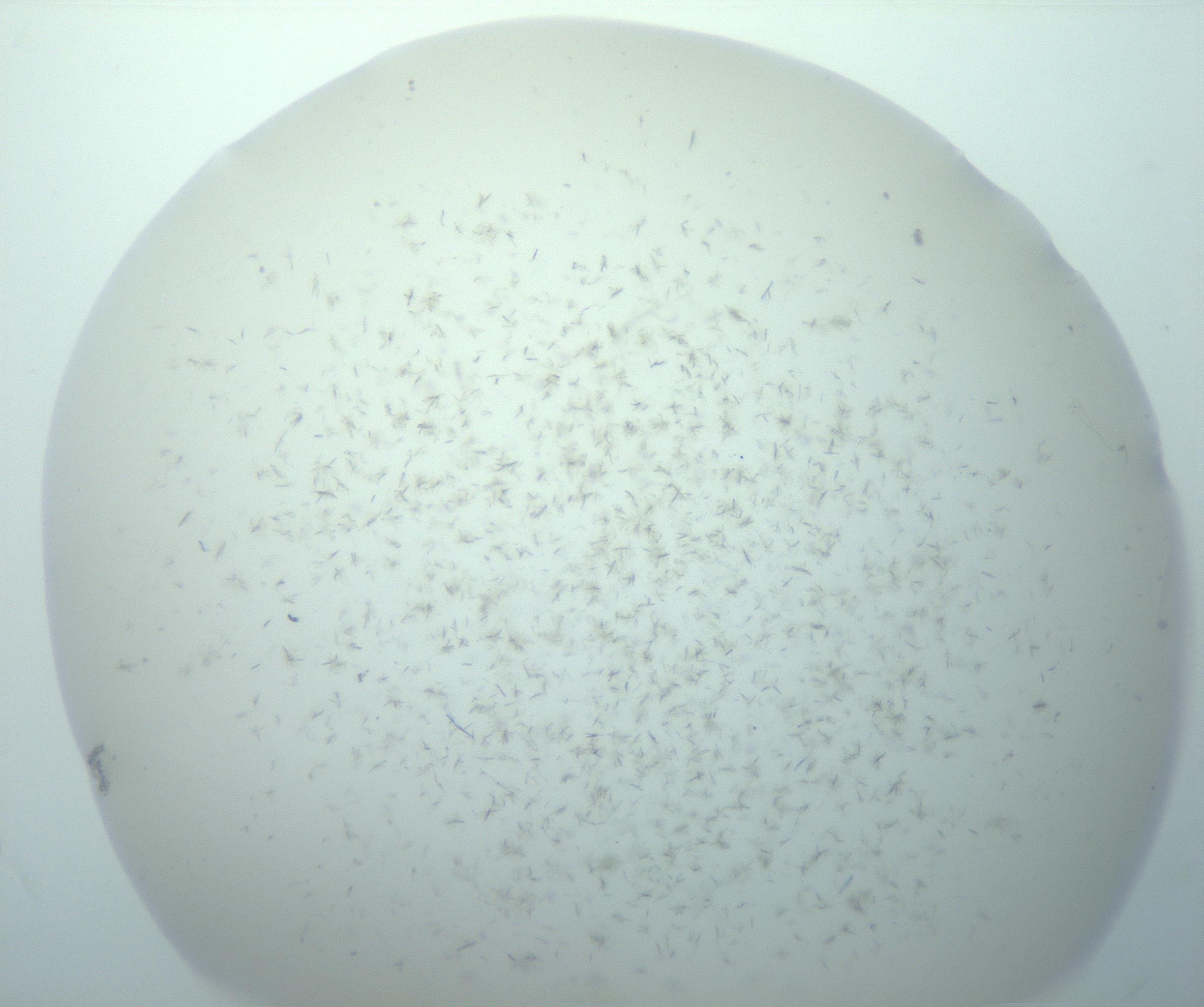 RI01_03_000_0212_Proj1_Clon1_MC_0000MC103191_007_170105_06_01_02_00_99_002_001_RAI.jpg