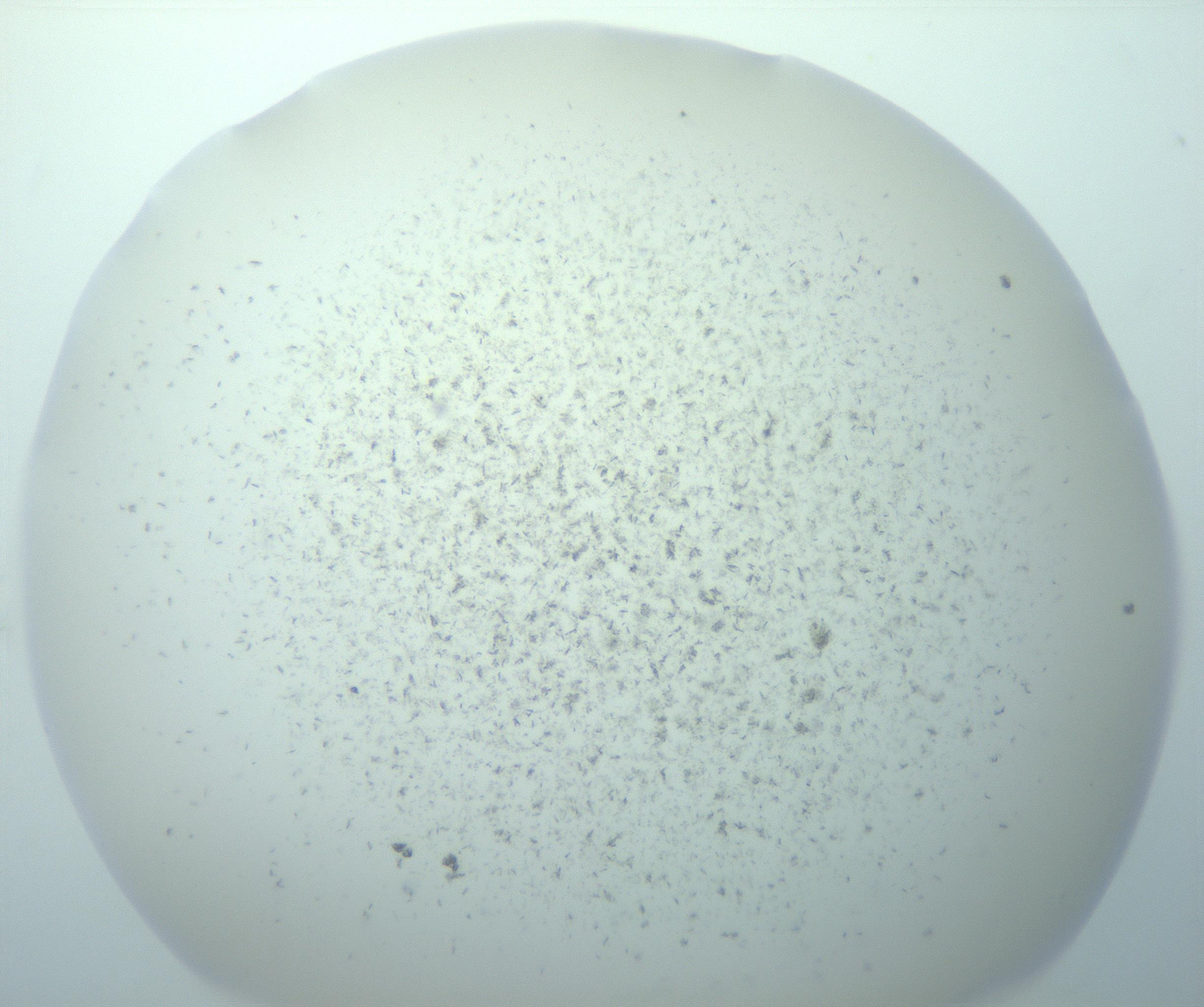 RI01_03_000_0212_Proj1_Clon1_MC_0000MC103191_007_170105_07_01_01_00_99_002_001_RAI.jpg