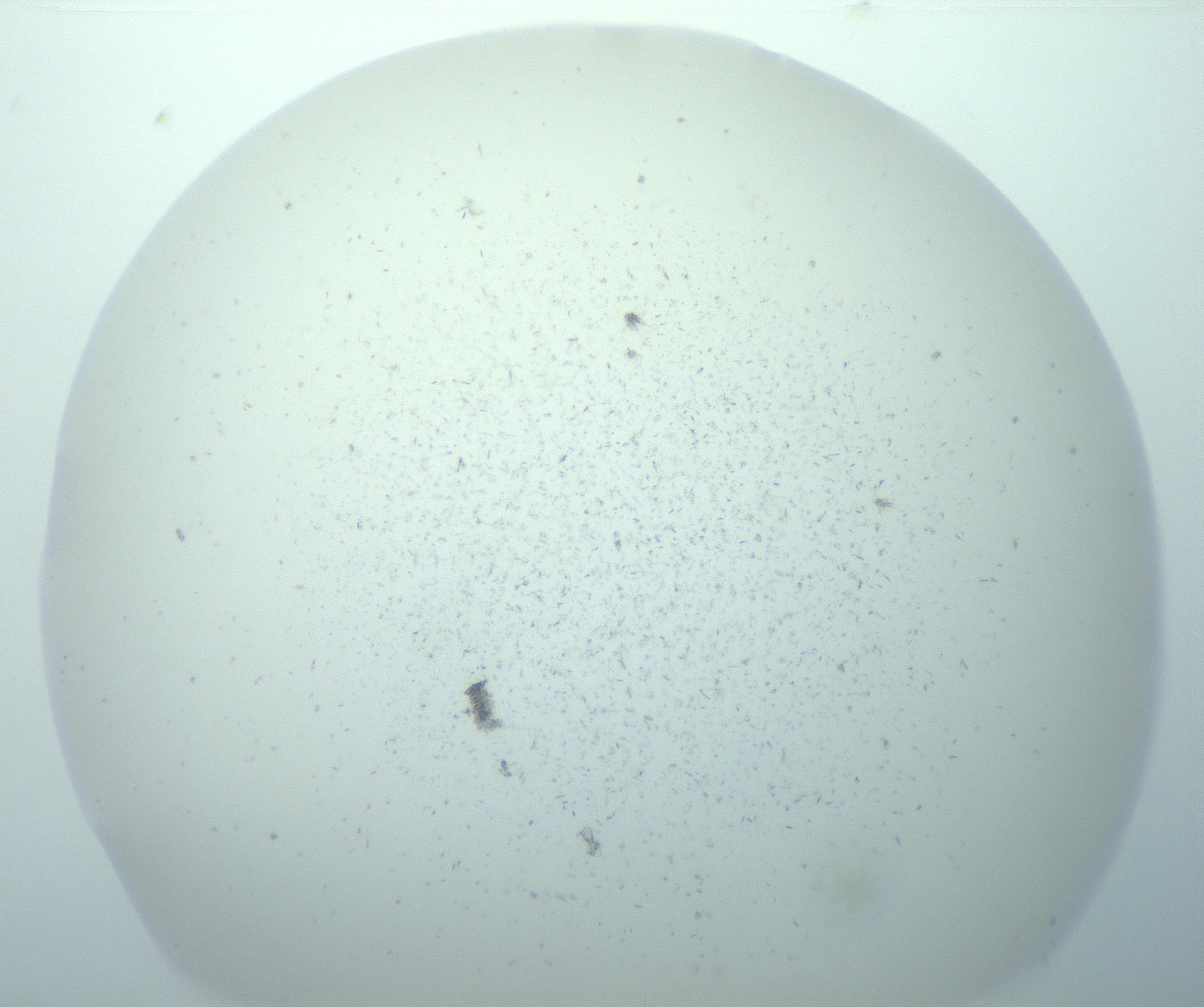 RI01_03_000_0212_Proj1_Clon1_MC_0000MC103191_007_170105_07_01_02_00_99_002_001_RAI.jpg