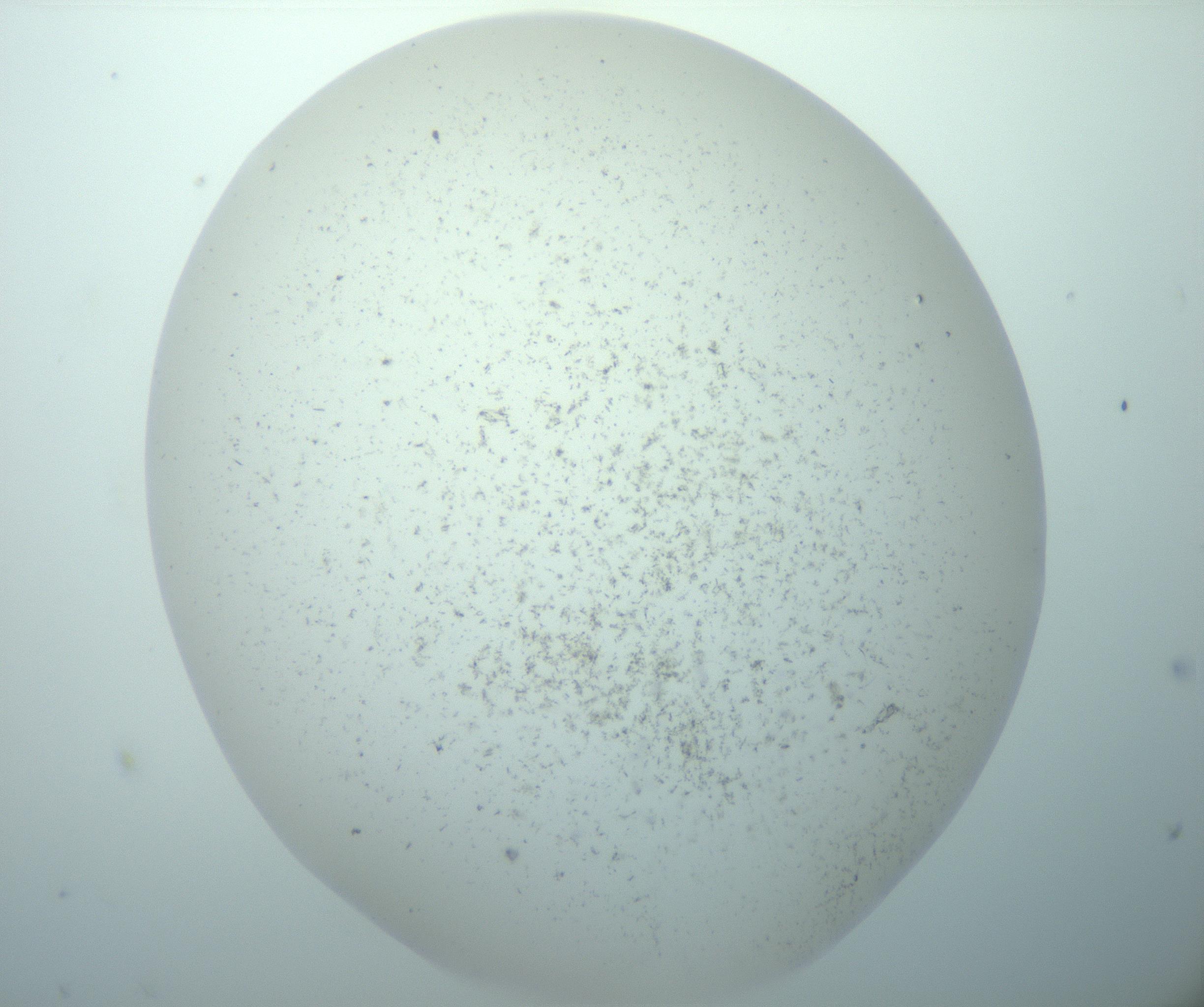 RI01_03_000_0212_Proj1_Clon1_MC_0000MC103191_007_170105_10_03_02_00_99_002_001_RAI.jpg