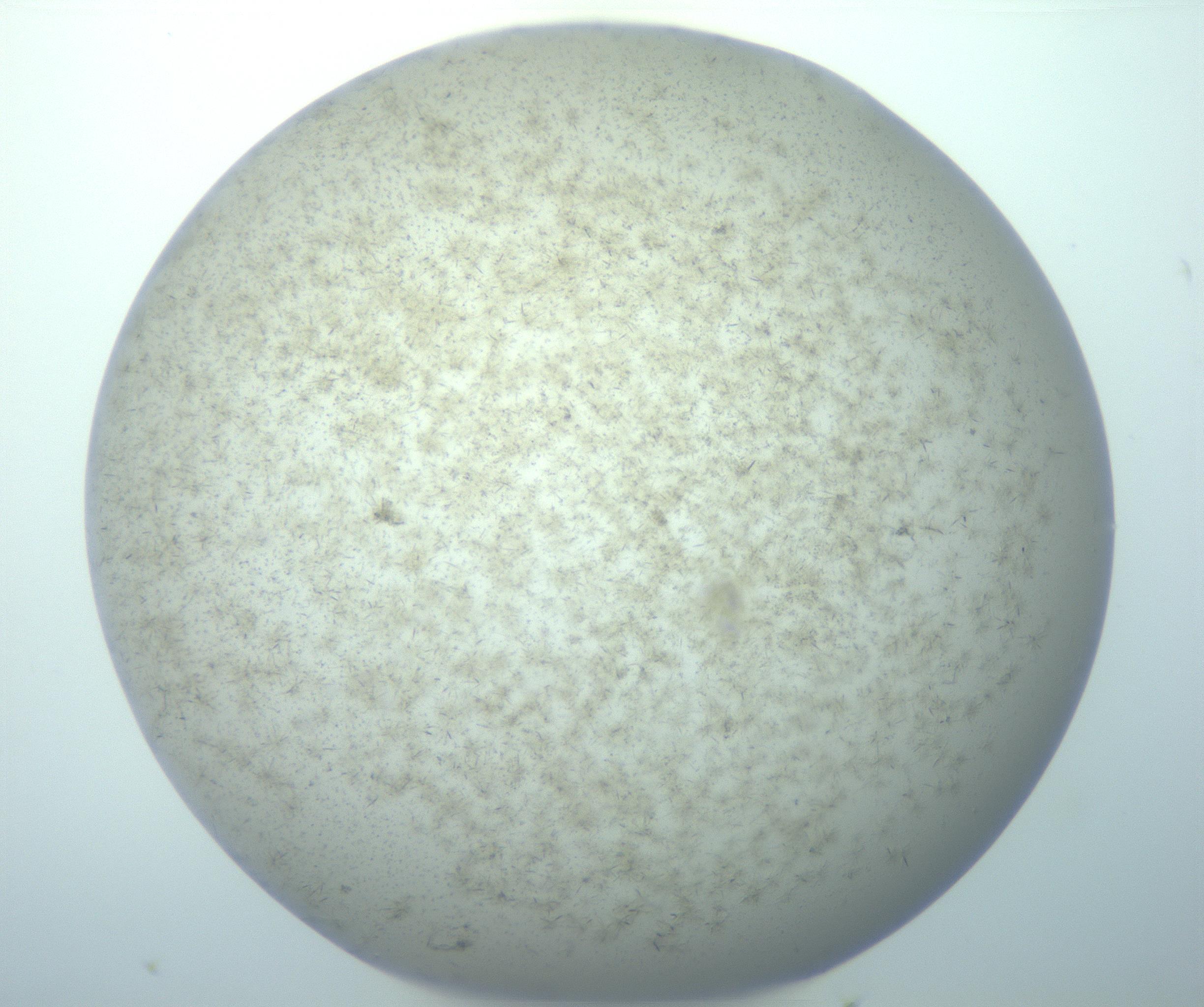 RI01_03_000_0212_Proj1_Clon1_MC_0000MC103191_007_170105_10_06_01_00_99_002_001_RAI.jpg