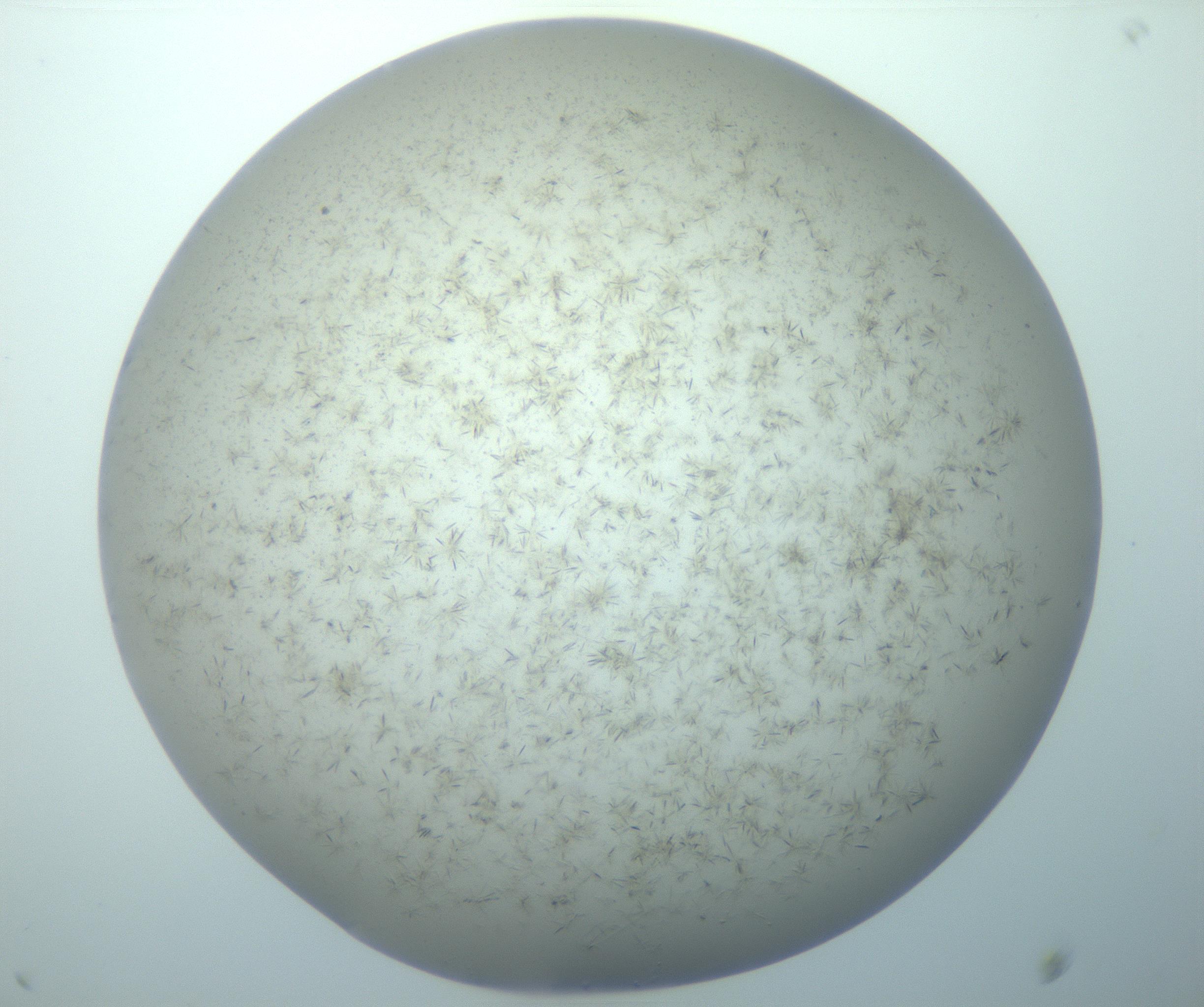 RI01_03_000_0212_Proj1_Clon1_MC_0000MC103191_007_170105_10_06_02_00_99_002_001_RAI.jpg
