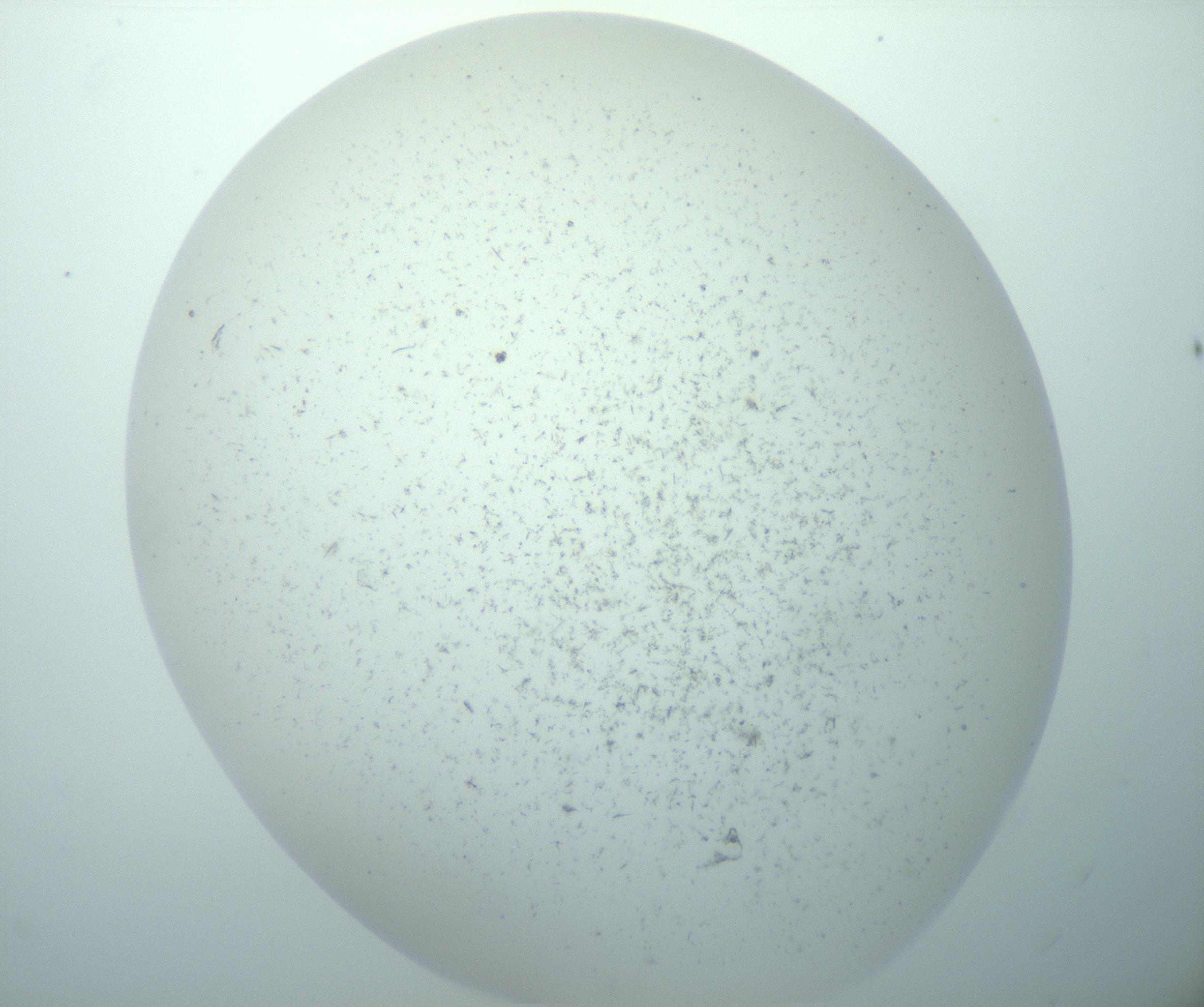 RI01_03_000_0212_Proj1_Clon1_MC_0000MC103191_007_170105_11_03_02_00_99_002_001_RAI.jpg
