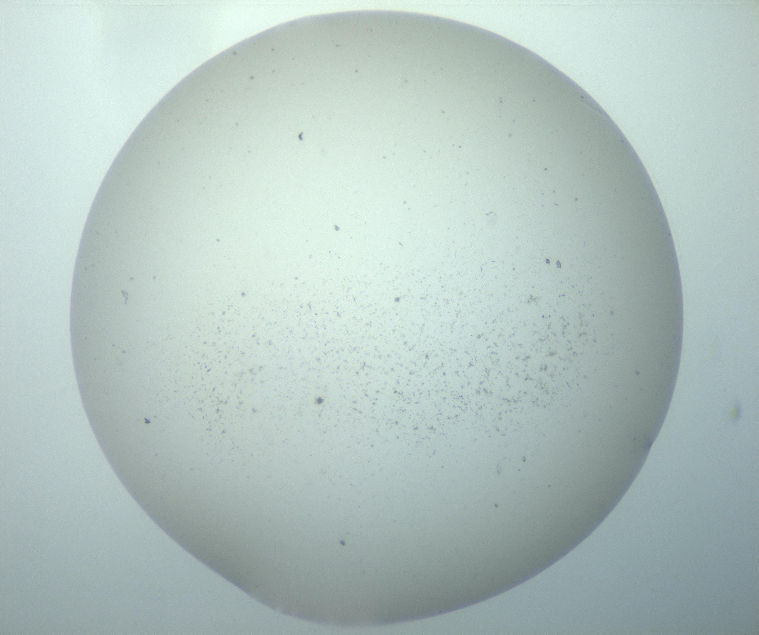 RI01_03_000_0212_Proj1_Clon1_MC_0000MC103191_007_170105_11_06_02_00_99_002_001_RAI.jpg