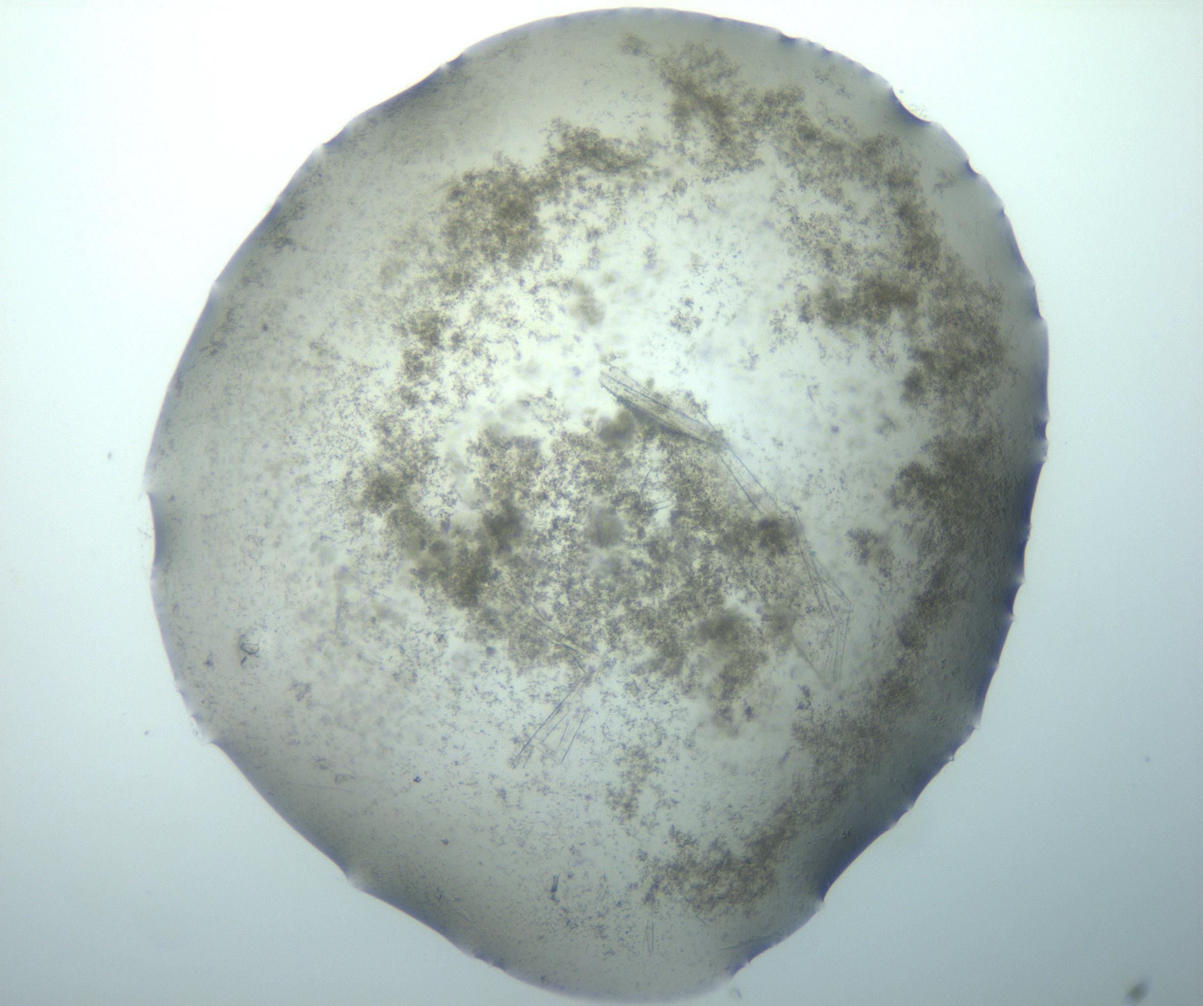 RI01_03_000_0212_Proj1_Clon1_MC_0000MC103192_005_161229_09_03_02_00_99_002_001_RAI.jpg