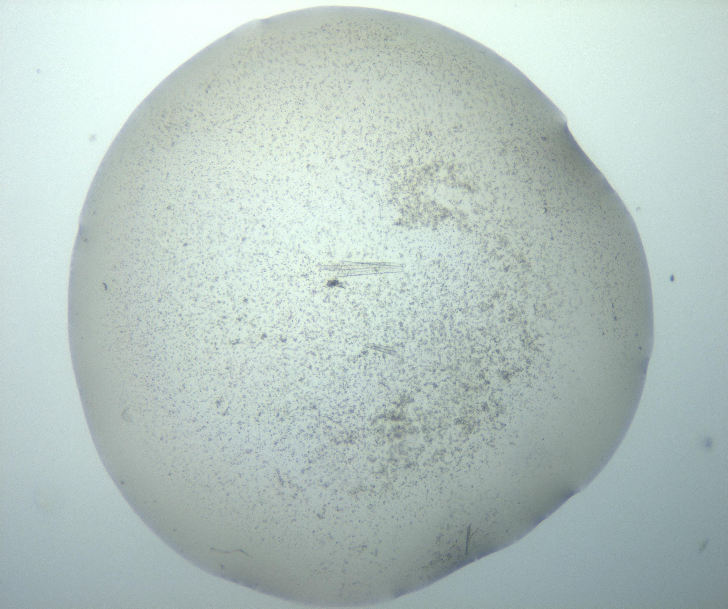 RI01_03_000_0212_Proj1_Clon1_MC_0000MC103192_005_161229_10_03_02_00_99_002_001_RAI.jpg
