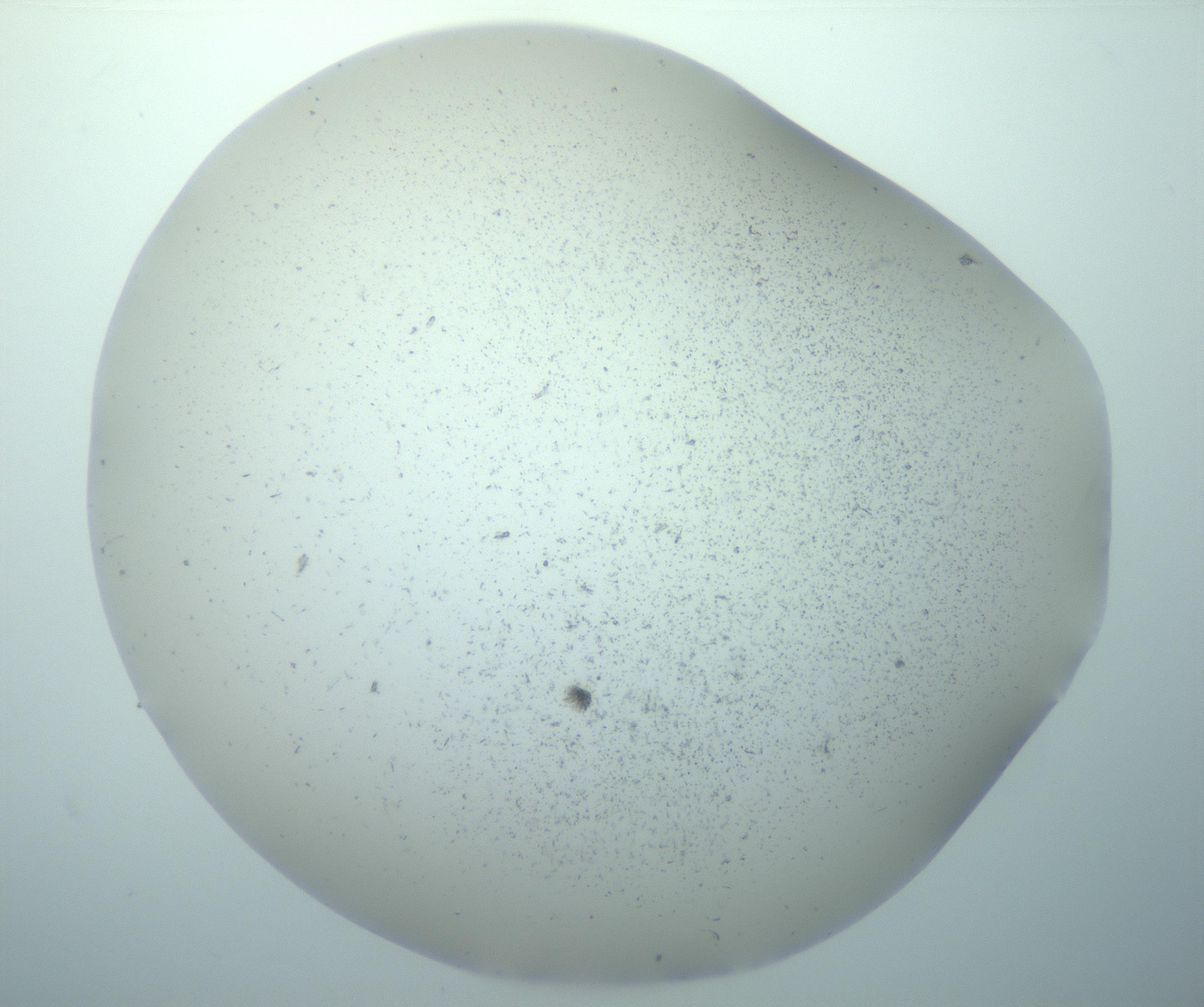 RI01_03_000_0212_Proj1_Clon1_MC_0000MC103192_007_170105_01_02_02_00_99_002_001_RAI.jpg