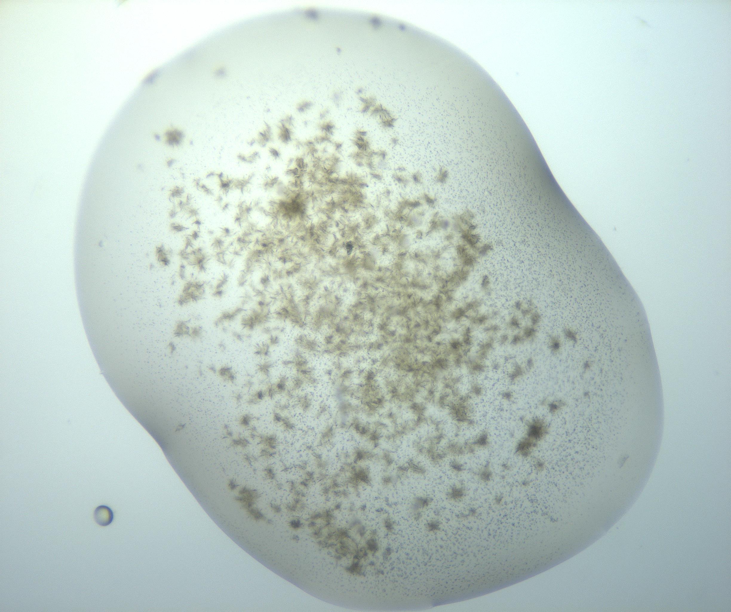 RI01_03_000_0212_Proj1_Clon1_MC_0000MC103192_007_170105_02_06_01_00_99_002_001_RAI.jpg