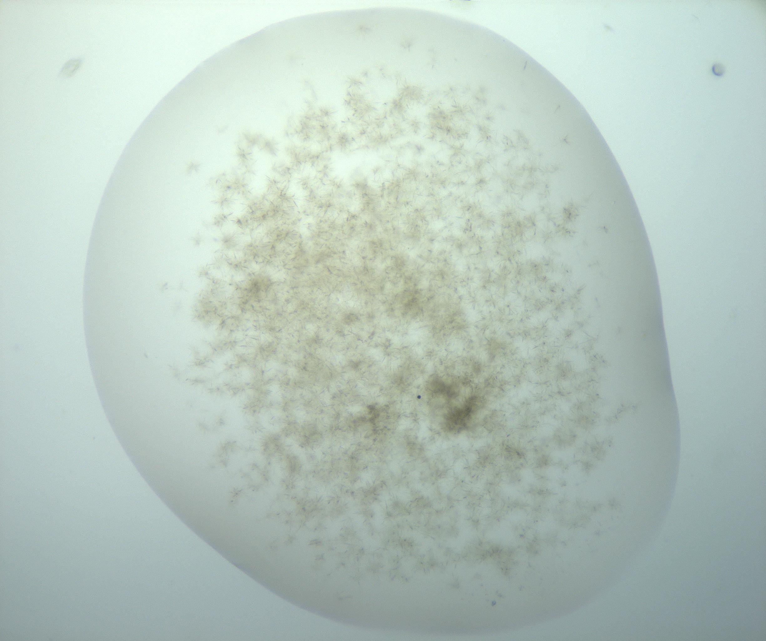 RI01_03_000_0212_Proj1_Clon1_MC_0000MC103192_007_170105_02_07_01_00_99_002_001_RAI.jpg