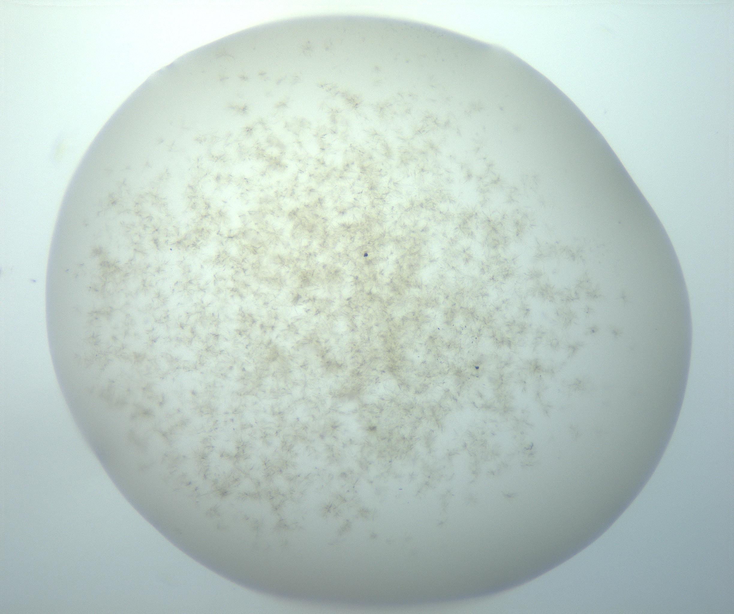 RI01_03_000_0212_Proj1_Clon1_MC_0000MC103192_007_170105_02_07_02_00_99_002_001_RAI.jpg