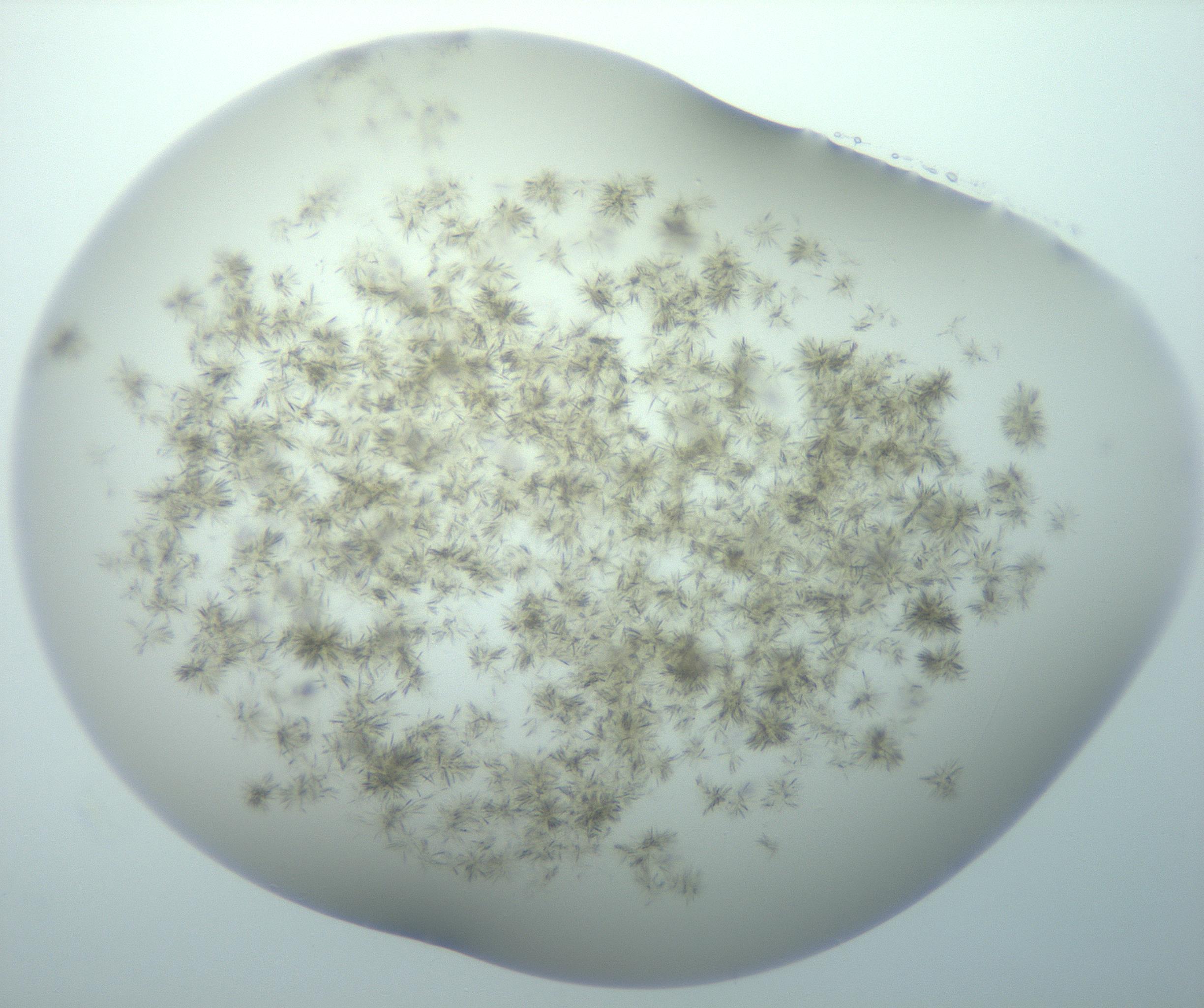 RI01_03_000_0212_Proj1_Clon1_MC_0000MC103192_007_170105_02_08_01_00_99_002_001_RAI.jpg