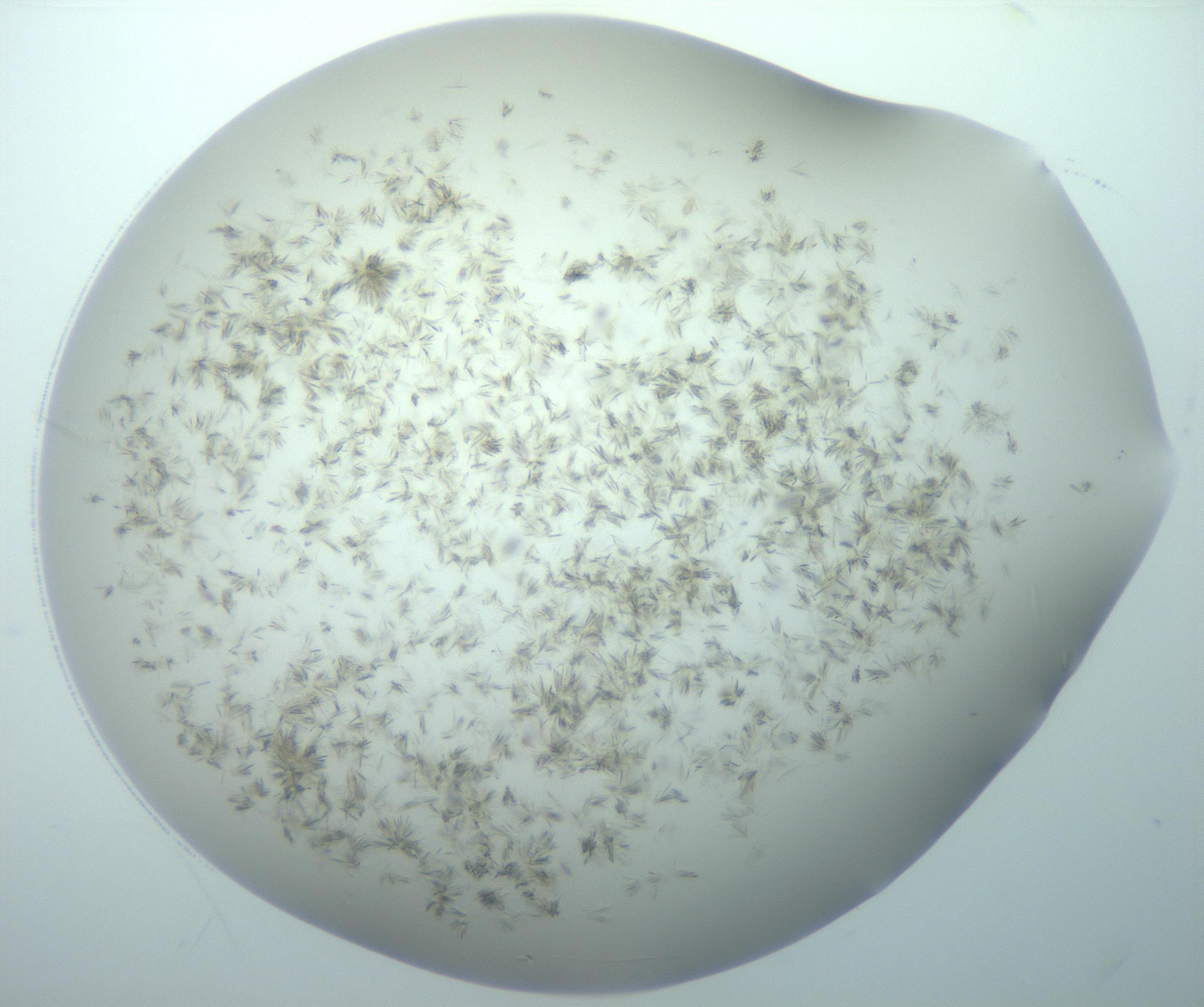 RI01_03_000_0212_Proj1_Clon1_MC_0000MC103192_007_170105_02_08_02_00_99_002_001_RAI.jpg