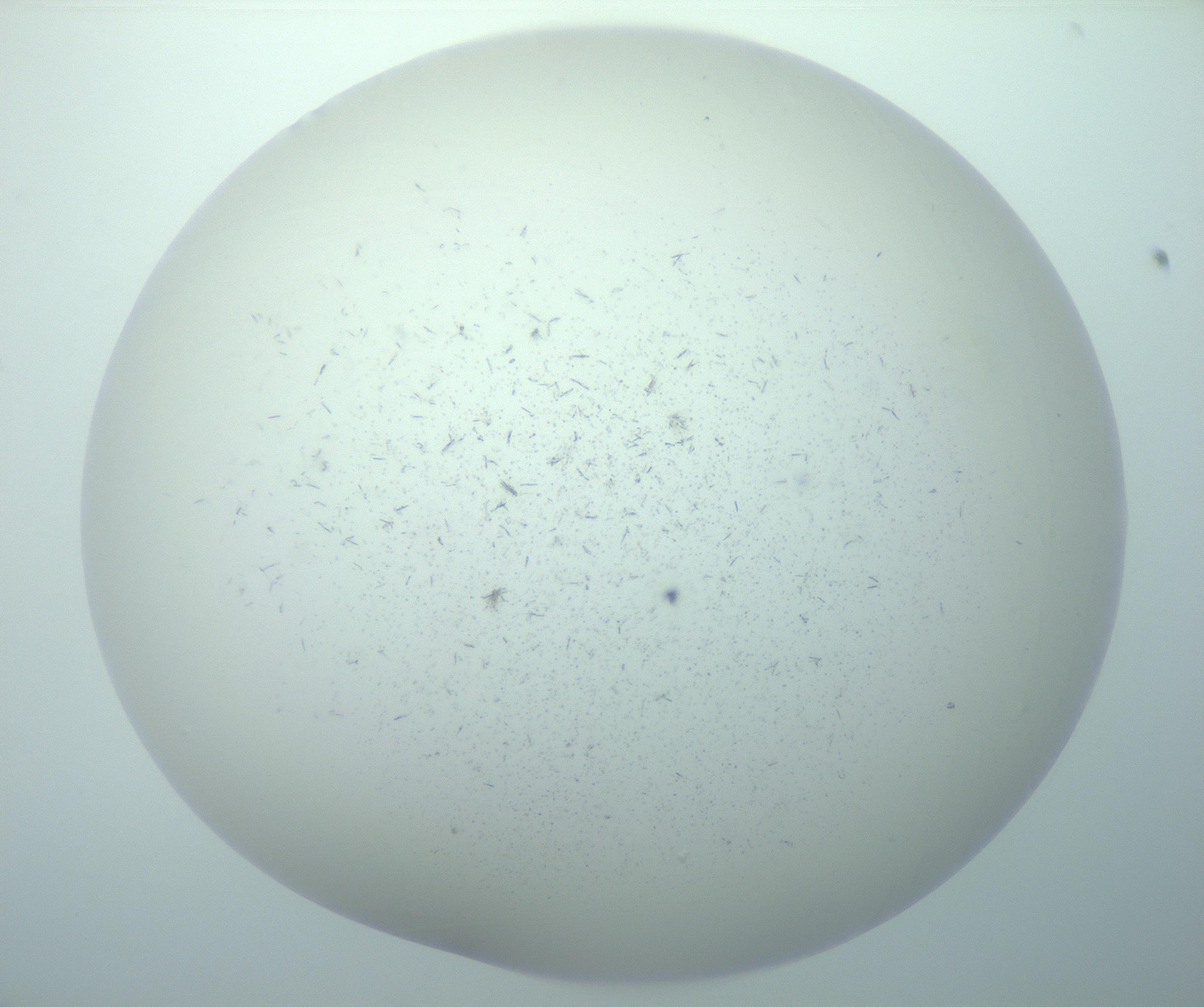RI01_03_000_0212_Proj1_Clon1_MC_0000MC103192_007_170105_03_08_01_00_99_002_001_RAI.jpg
