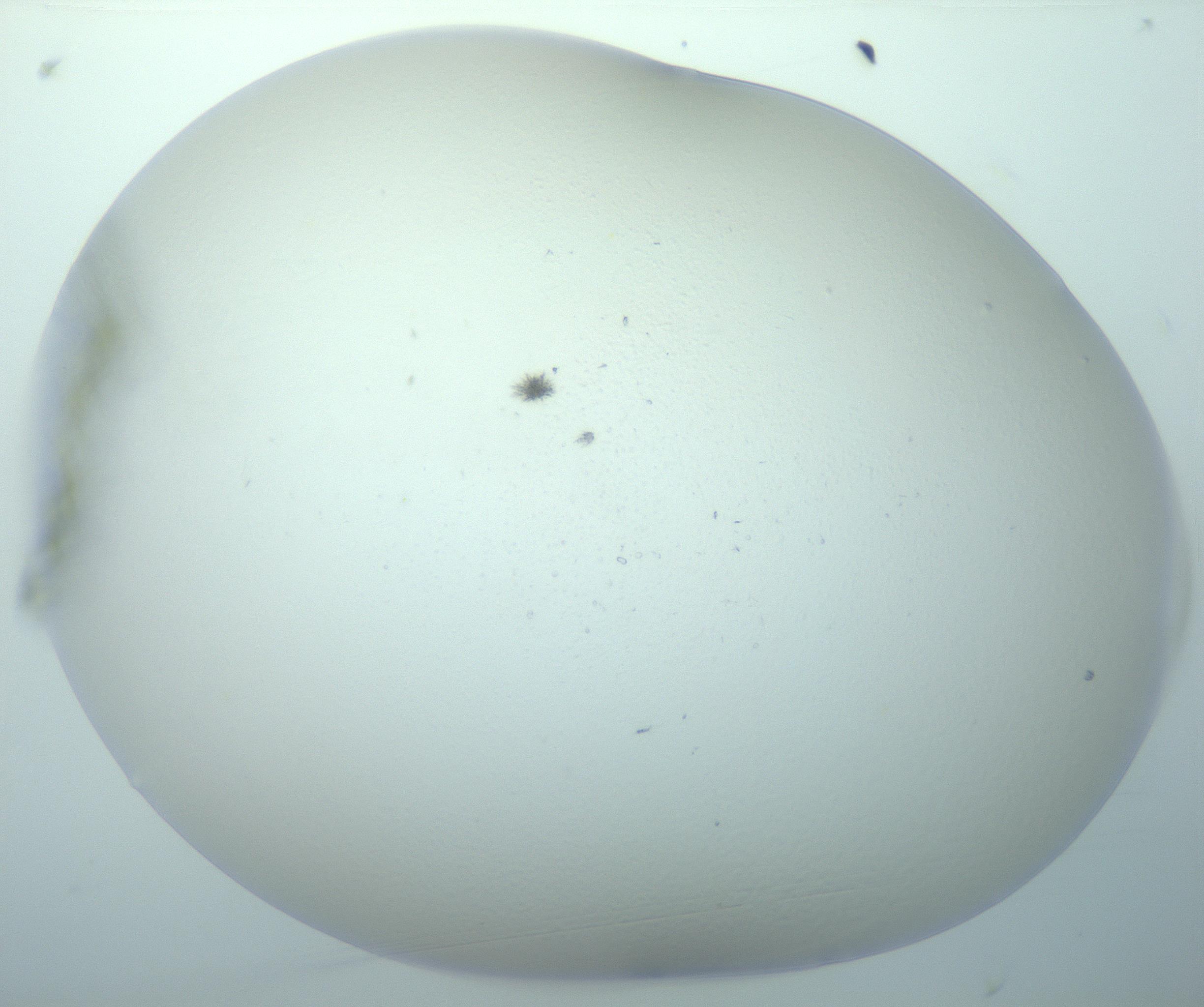 RI01_03_000_0212_Proj1_Clon1_MC_0000MC103192_007_170105_04_01_01_00_99_002_001_RAI.jpg