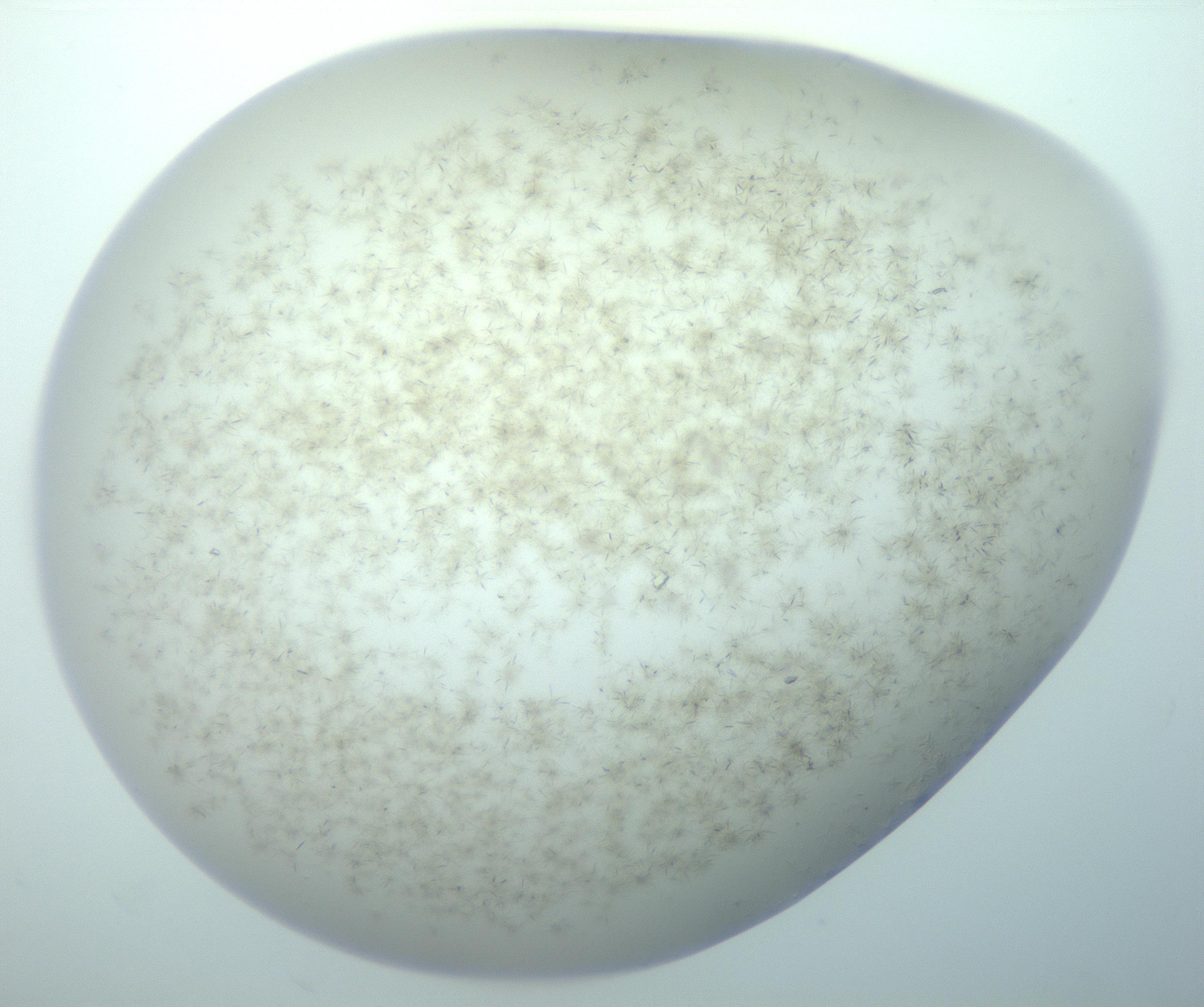 RI01_03_000_0212_Proj1_Clon1_MC_0000MC103192_007_170105_04_07_02_00_99_002_001_RAI.jpg