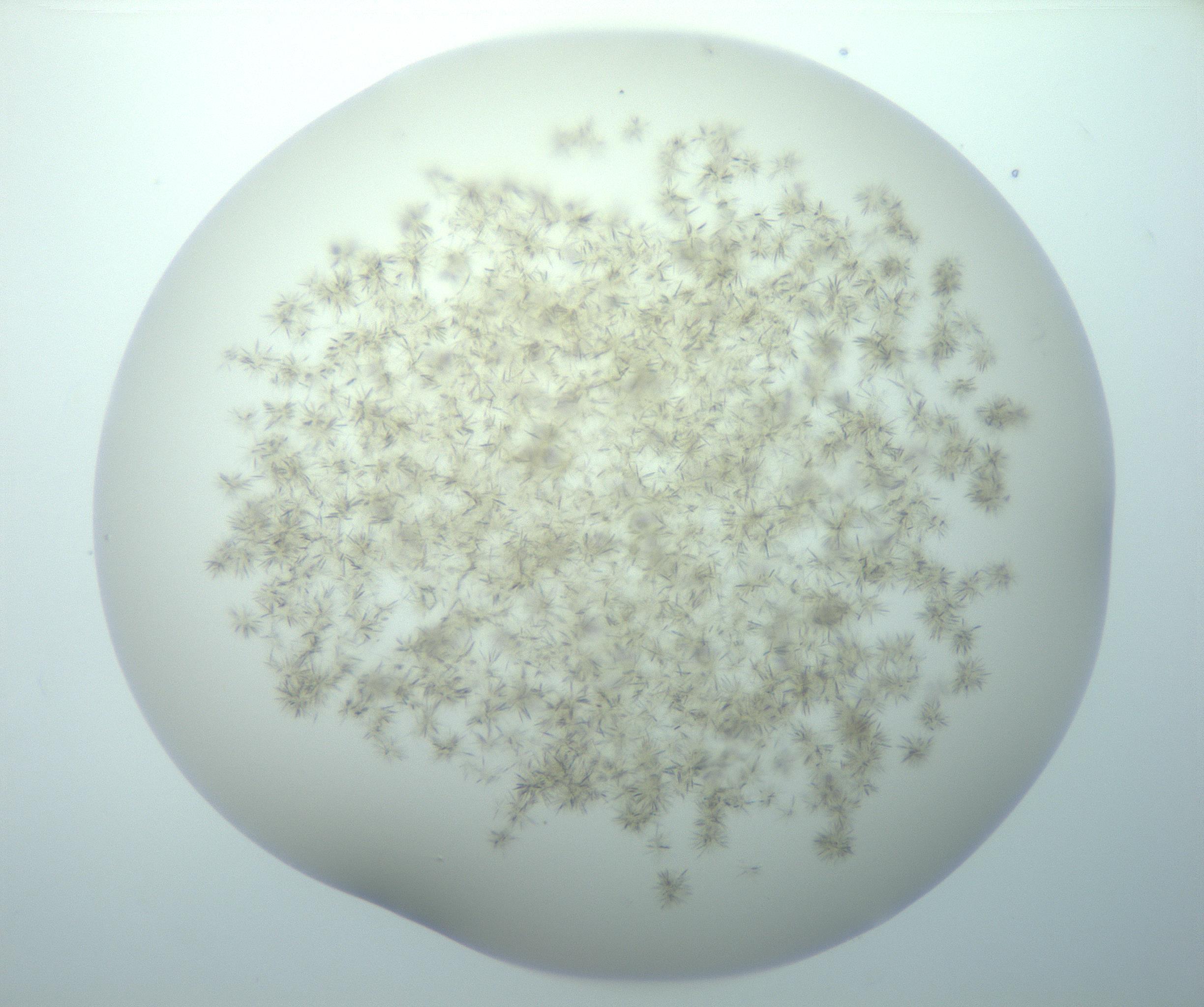 RI01_03_000_0212_Proj1_Clon1_MC_0000MC103192_007_170105_04_08_01_00_99_002_001_RAI.jpg